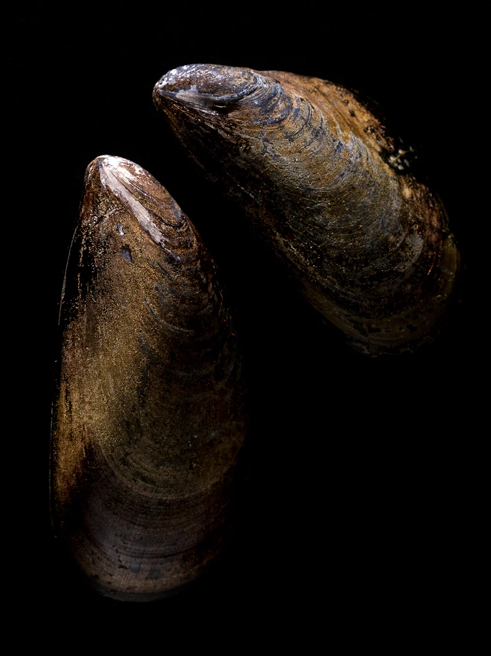 Photo by David Cicconi