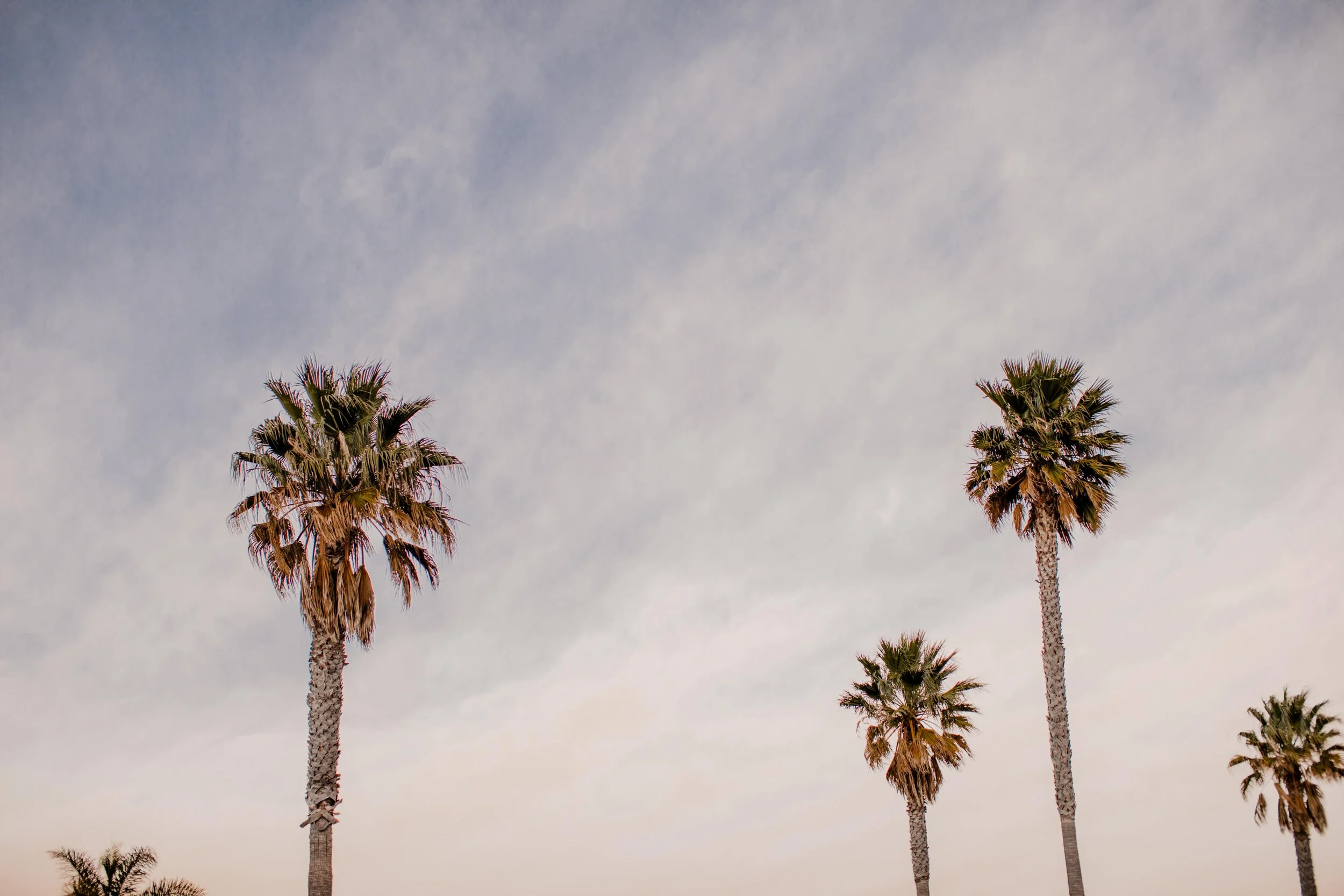 Avila Palms