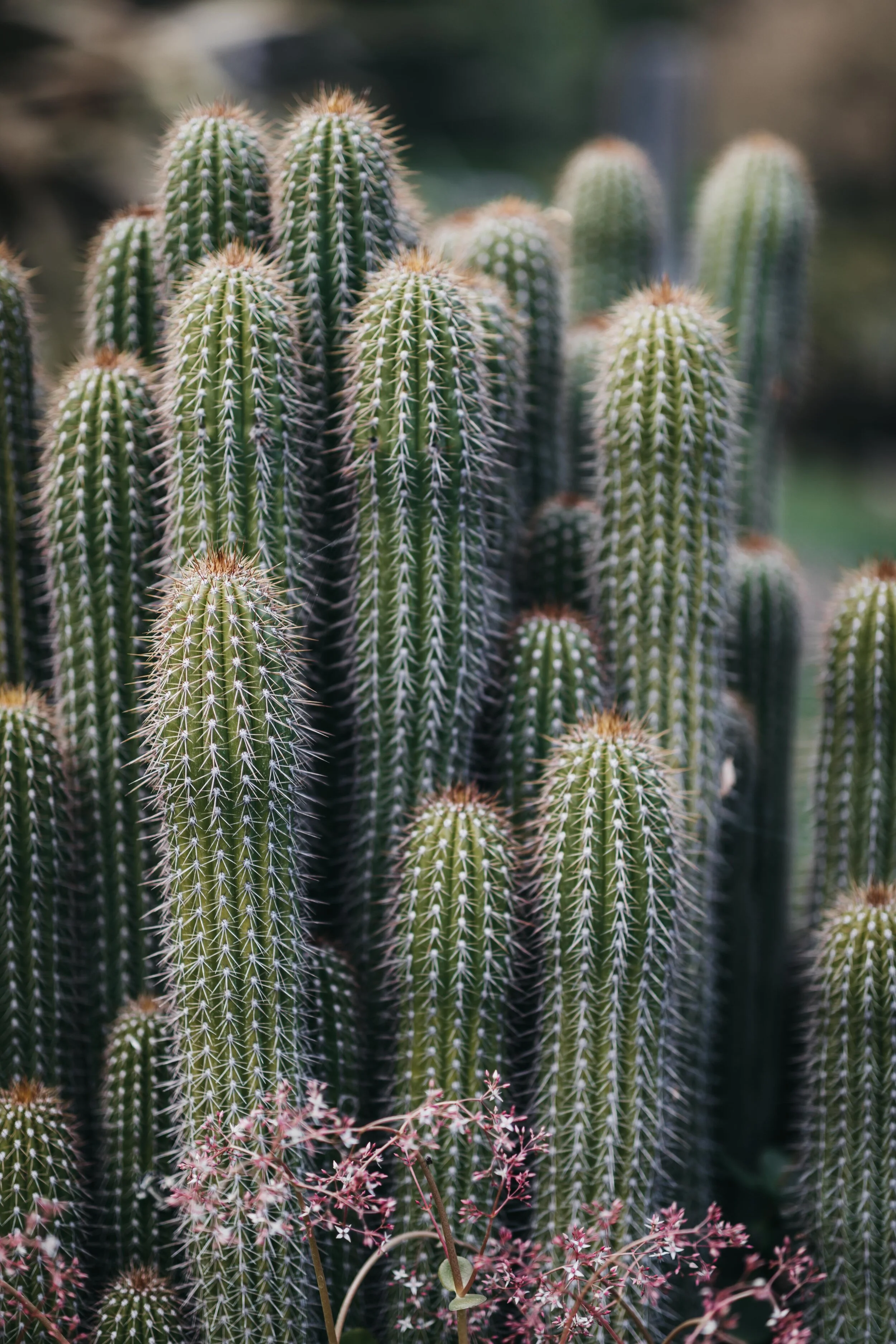 Cacti
