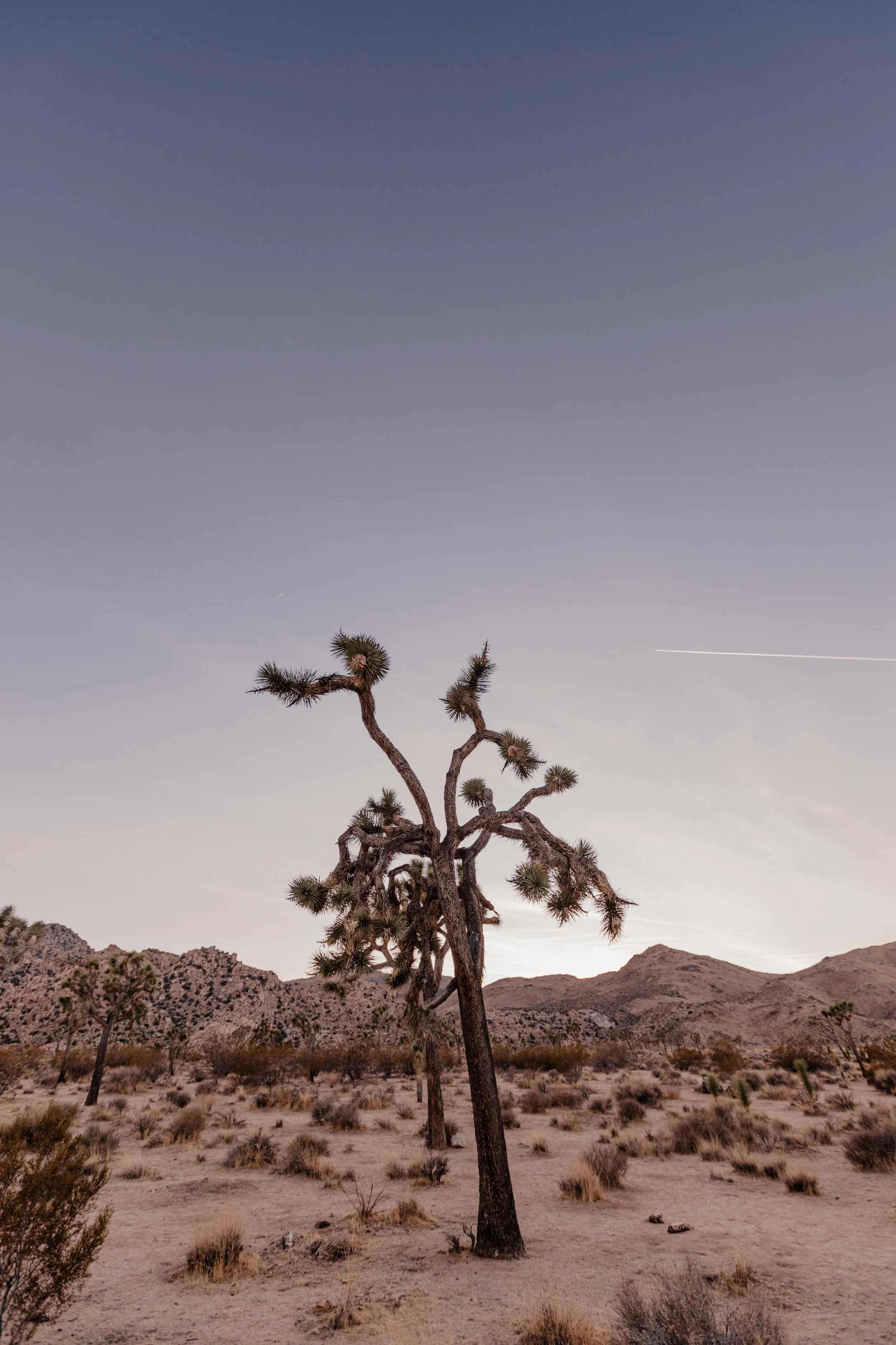 Joshua Tree