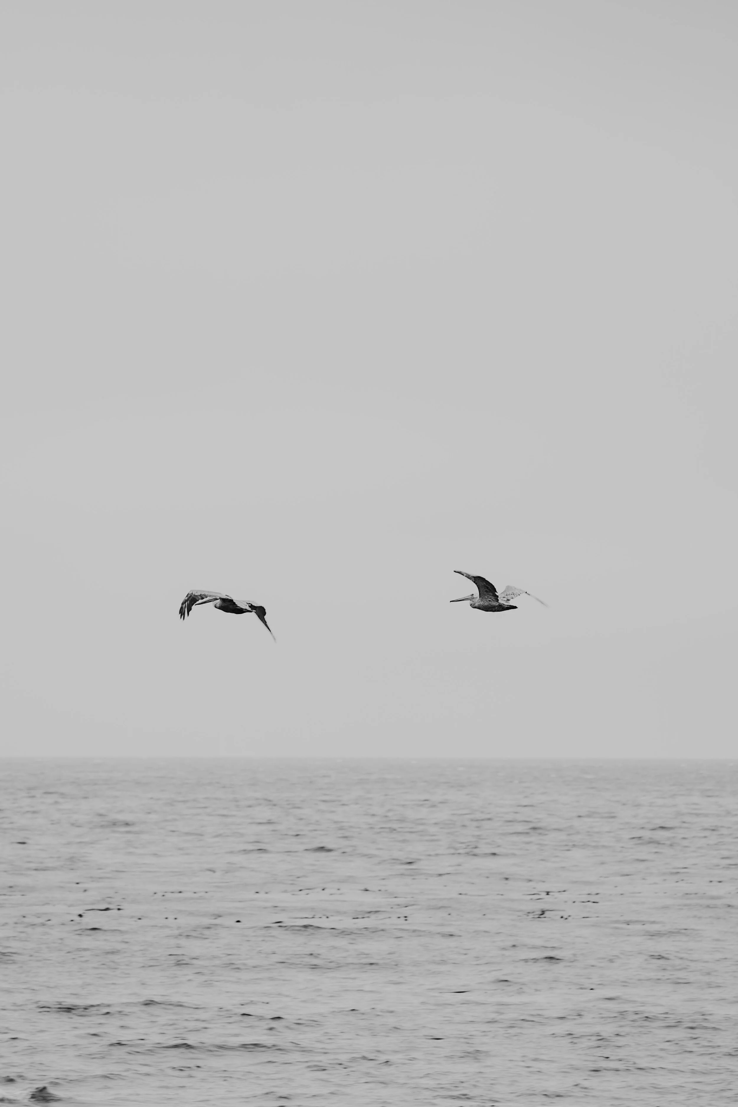 2 Pelicans