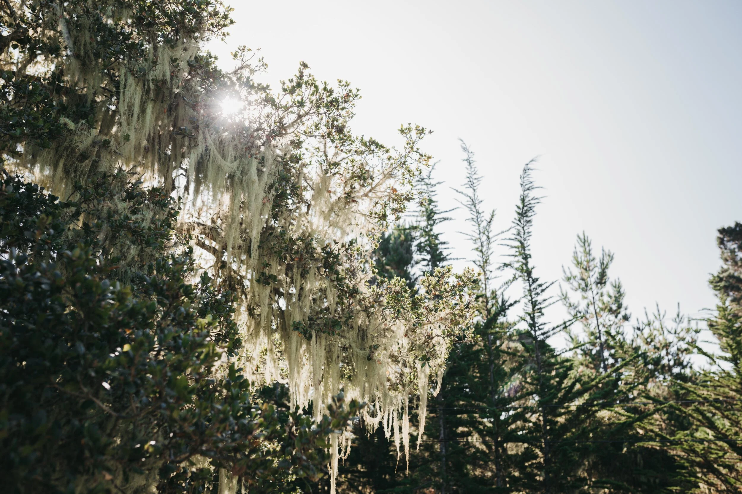 Mossy Oak
