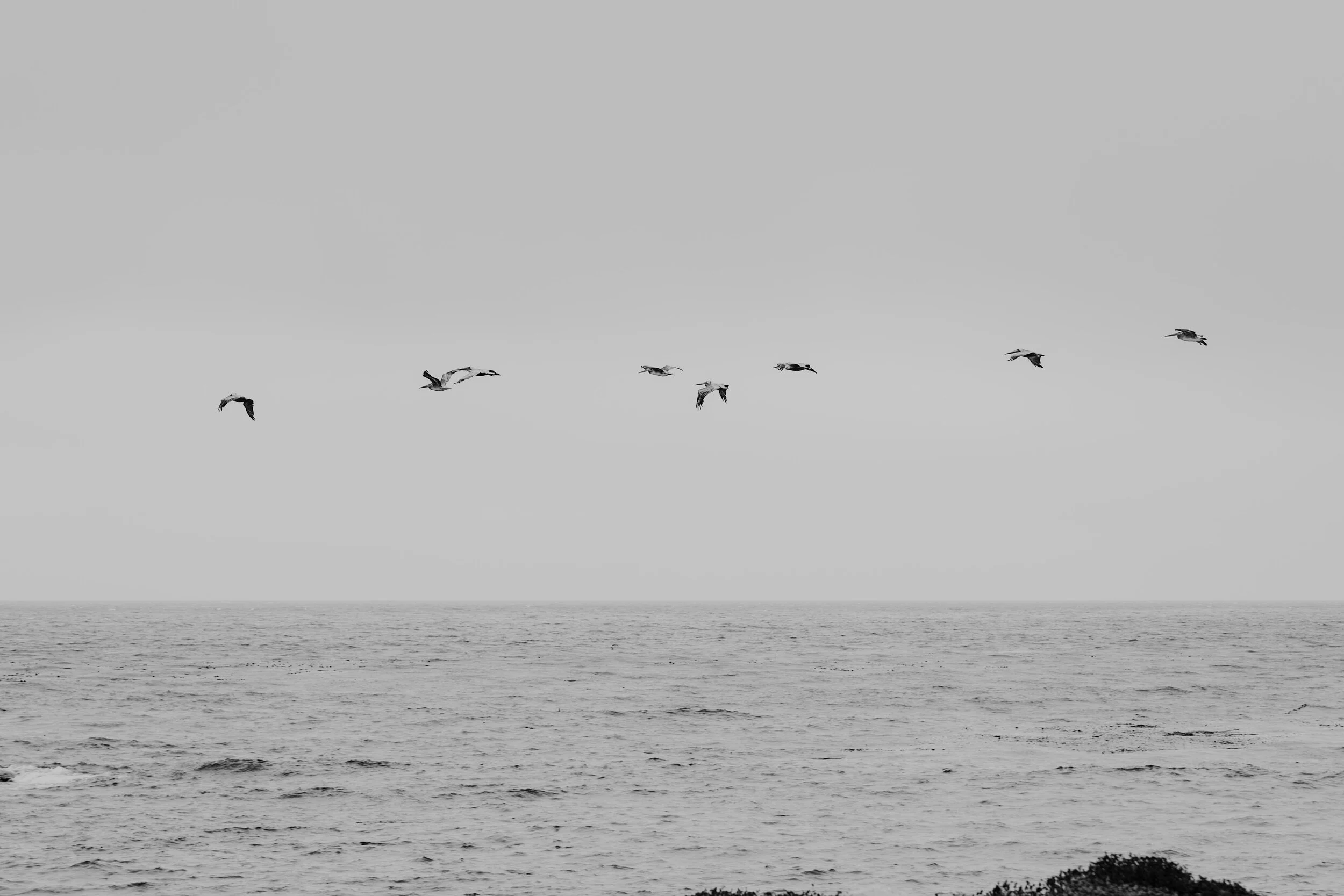 Pod of Pelicans