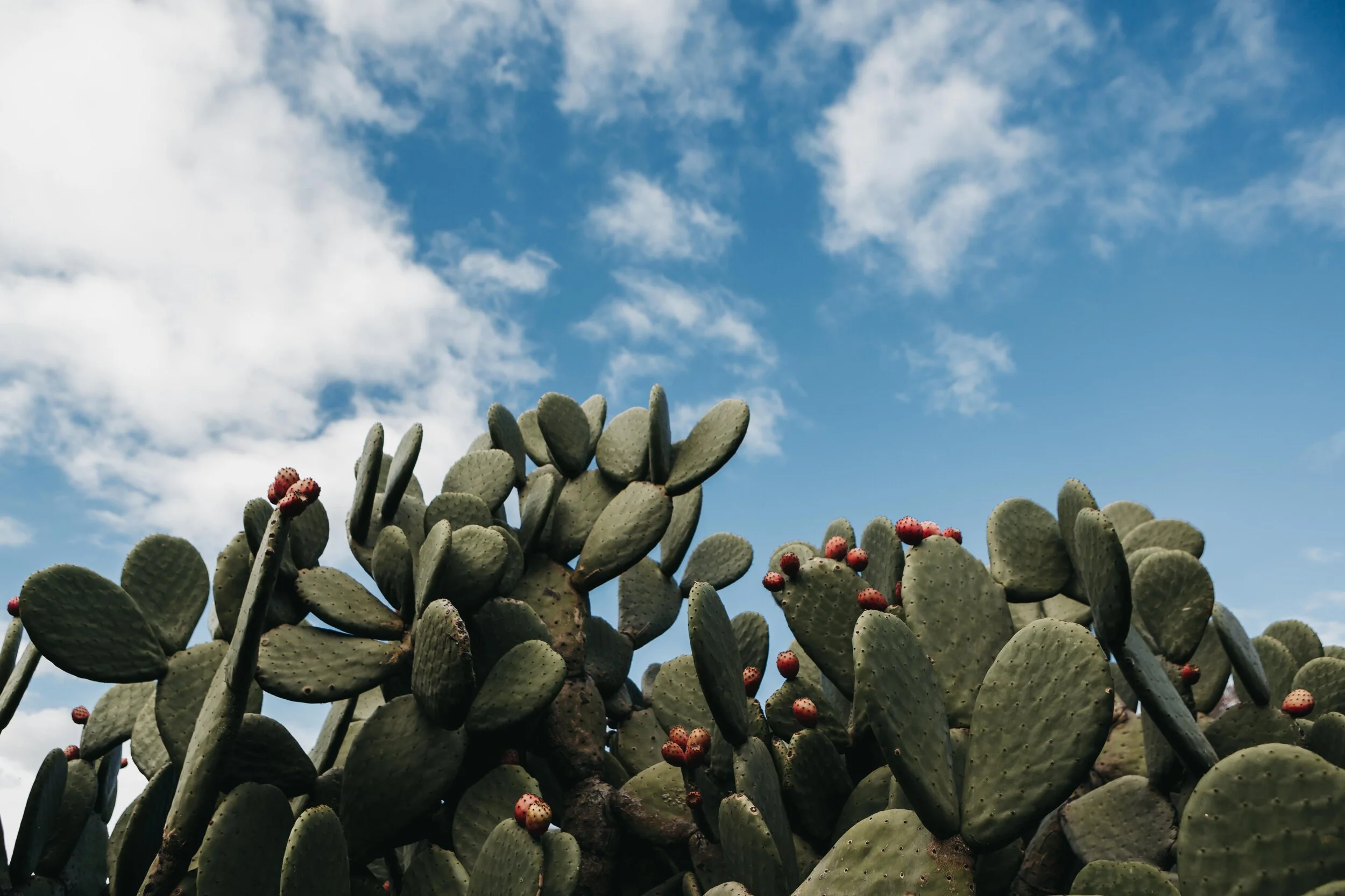 Cacti in the Sky