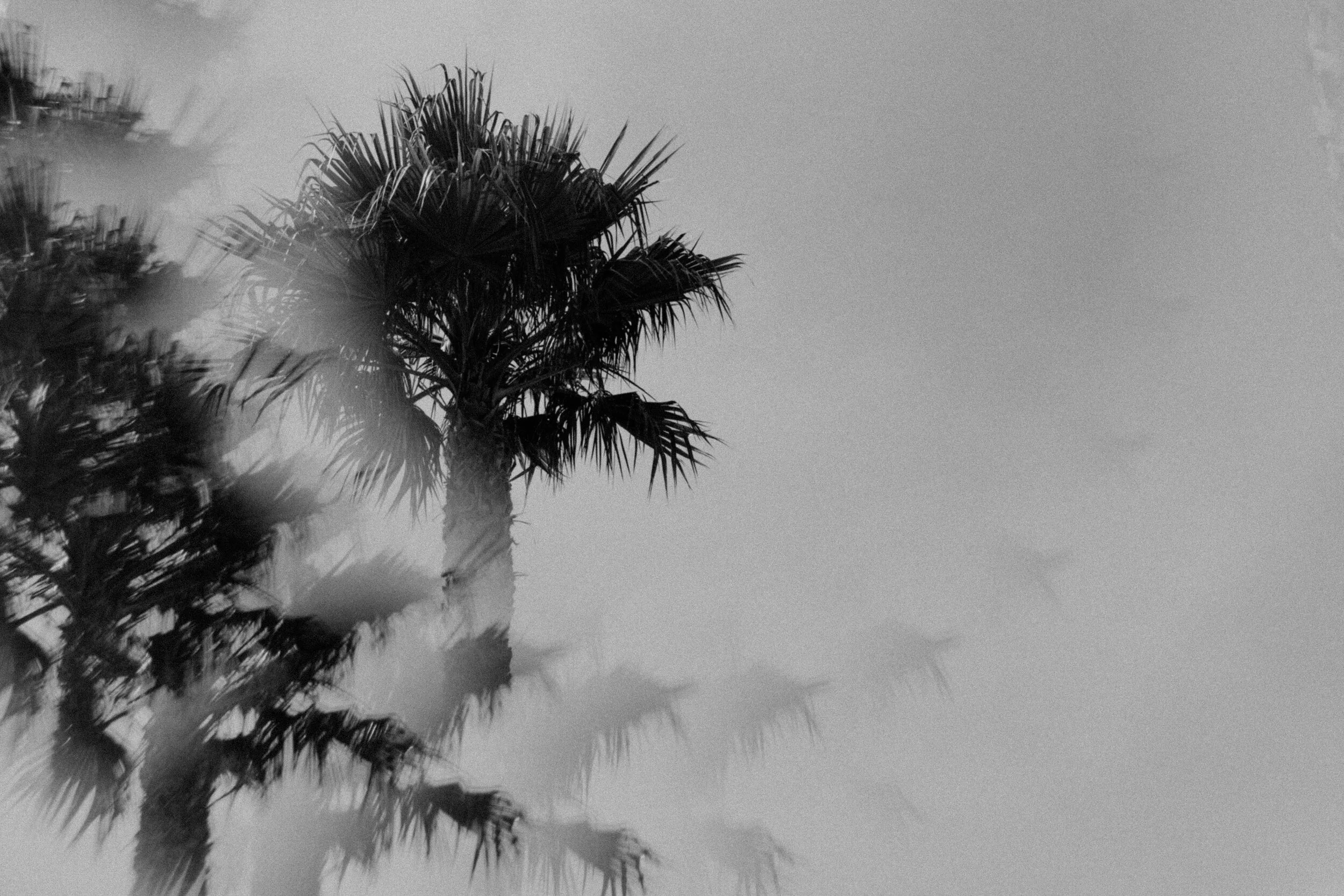 Palm Haze
