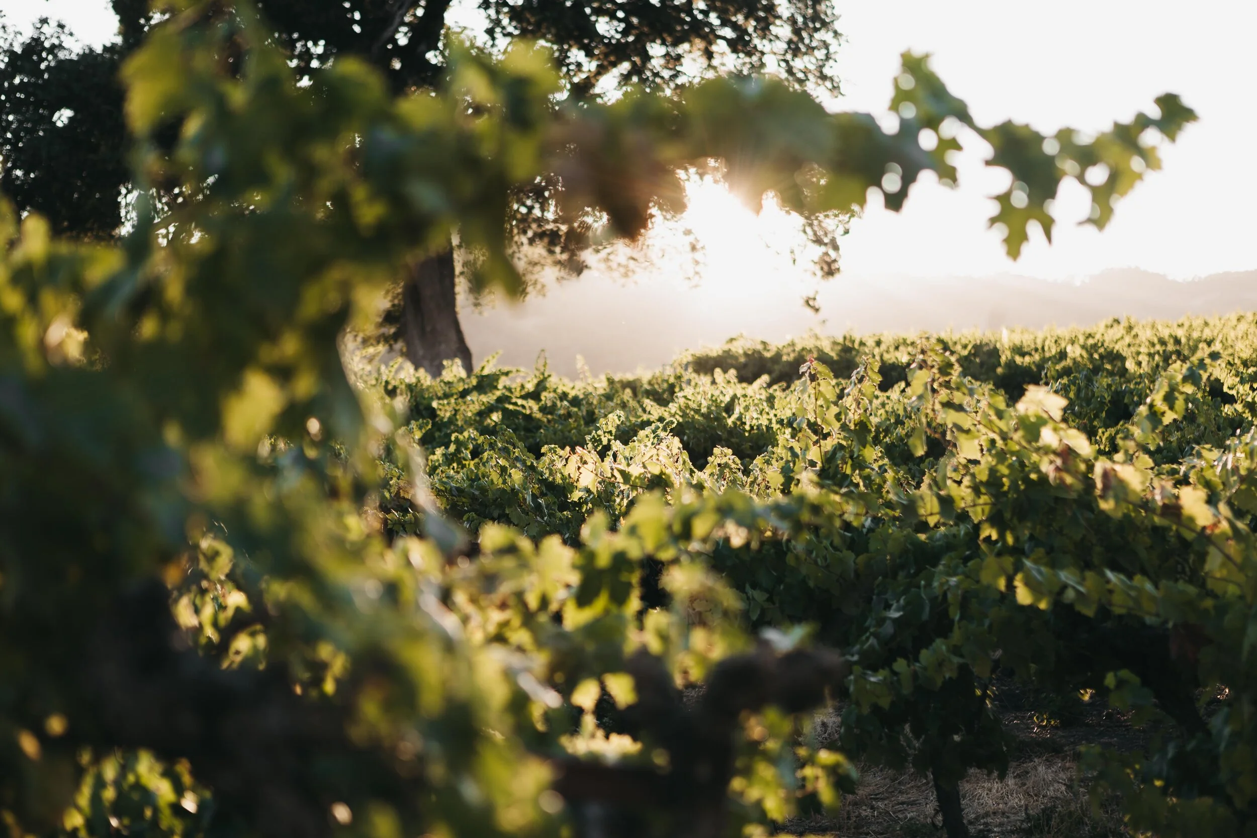 Vines