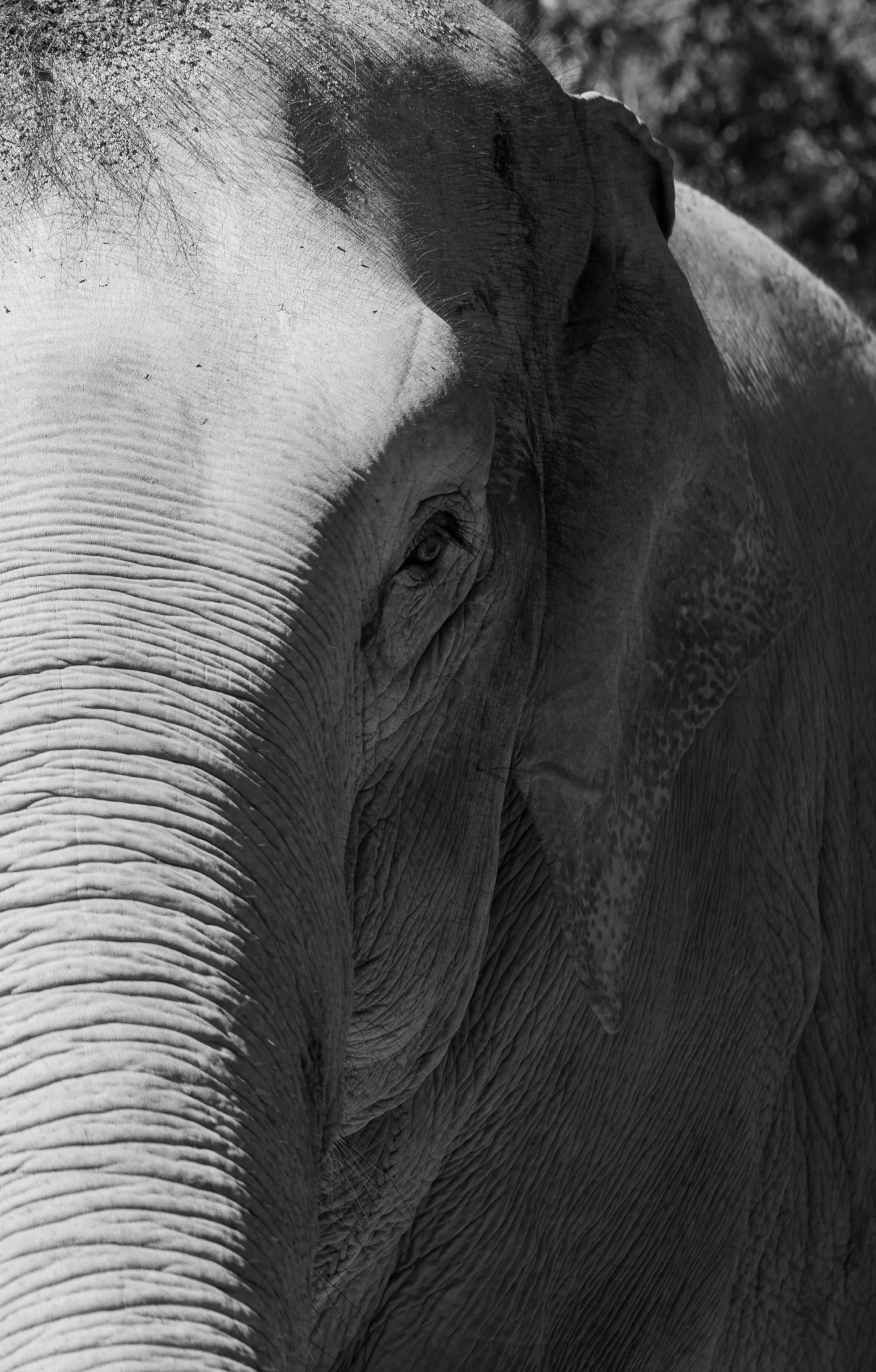 Thai Elephant