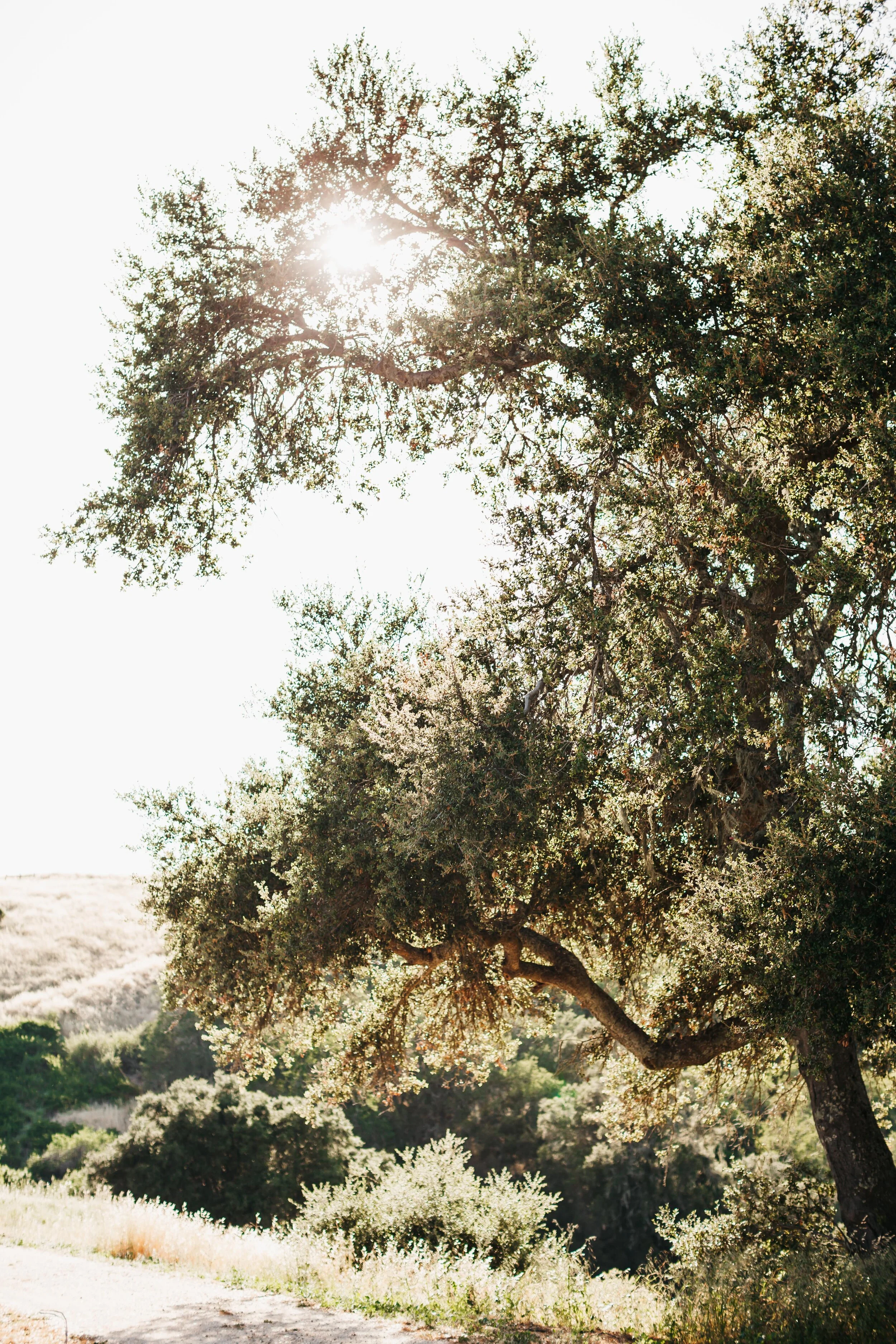 Summer Oak