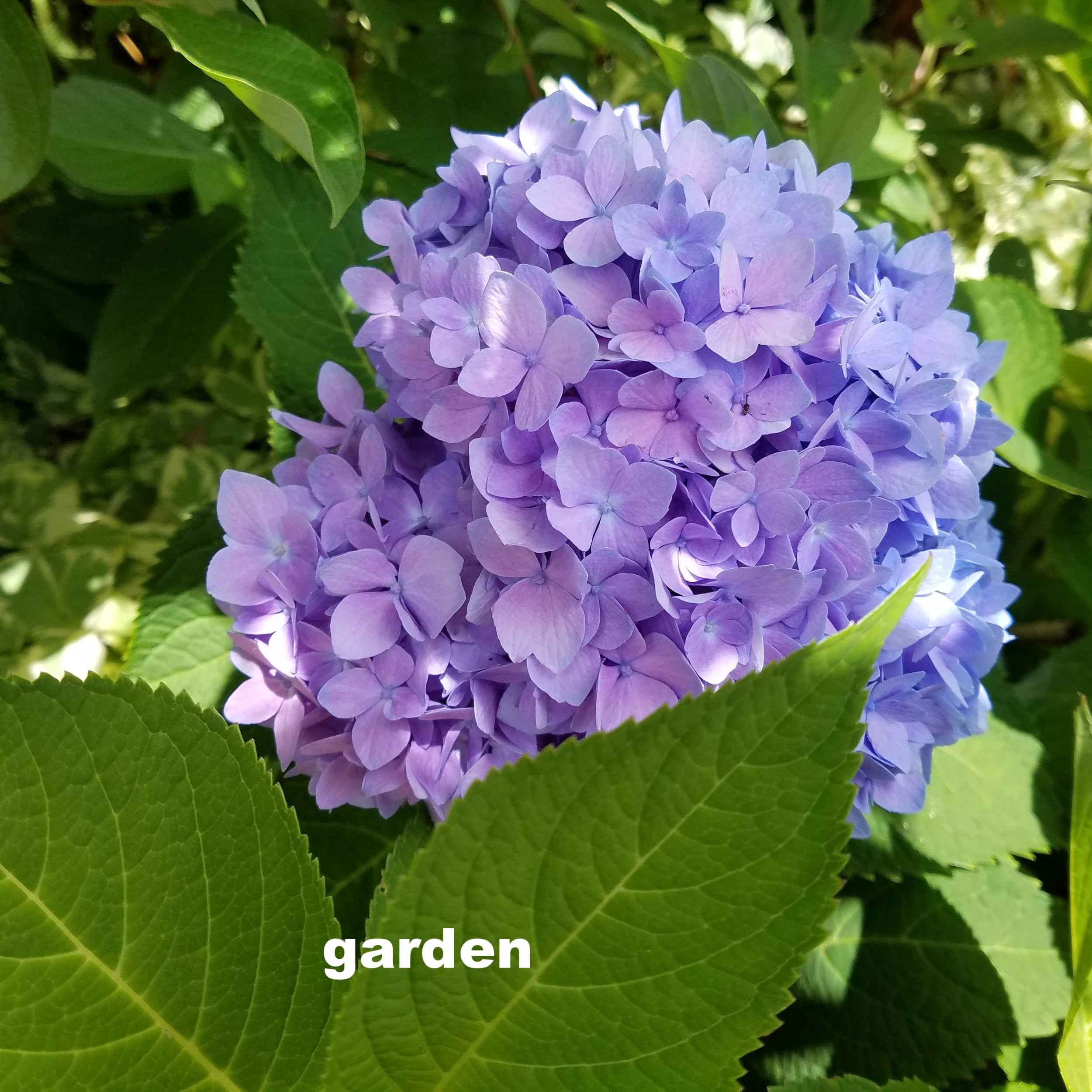 inspr hydrangea.jpg