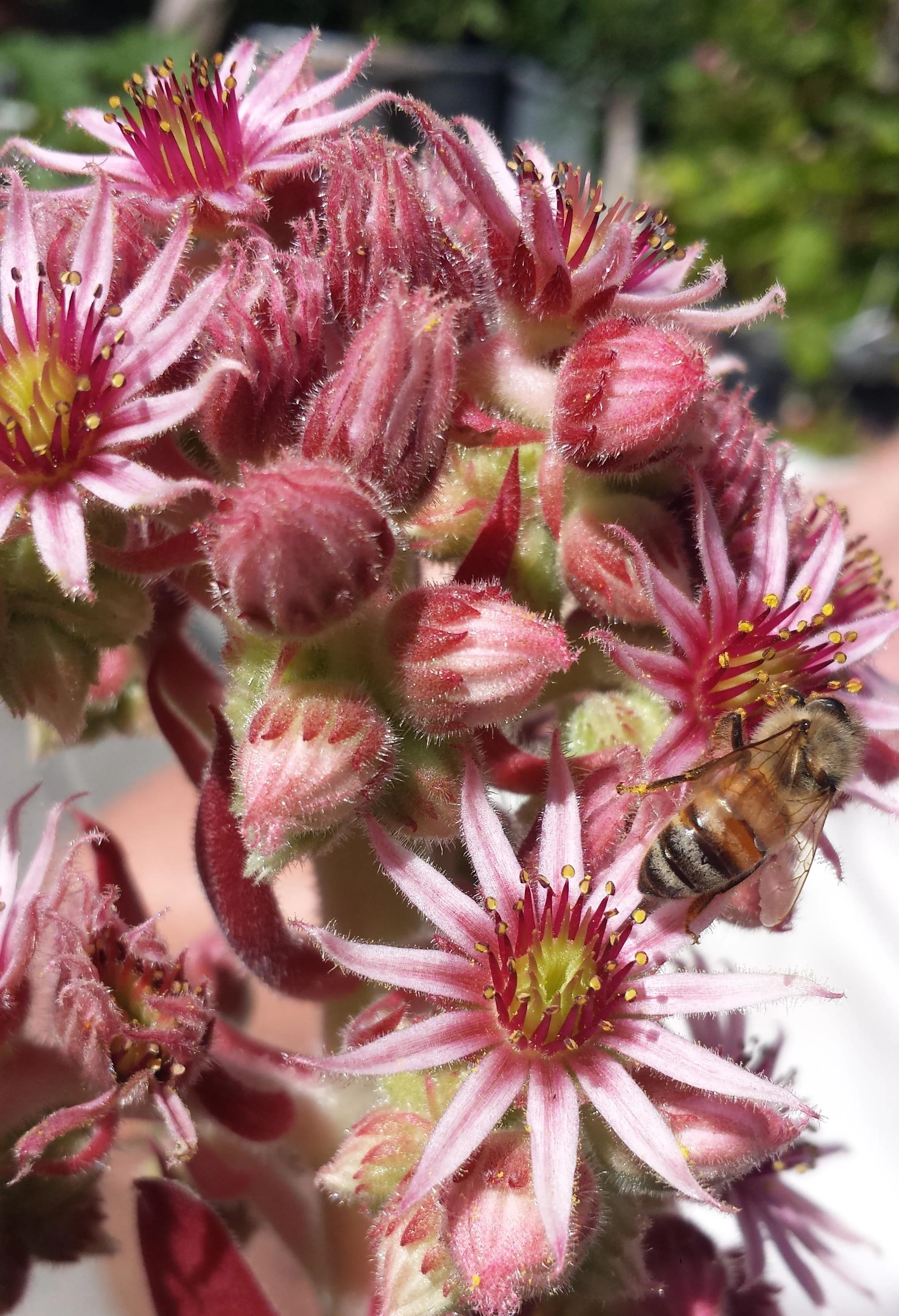 Blossoming since 1998