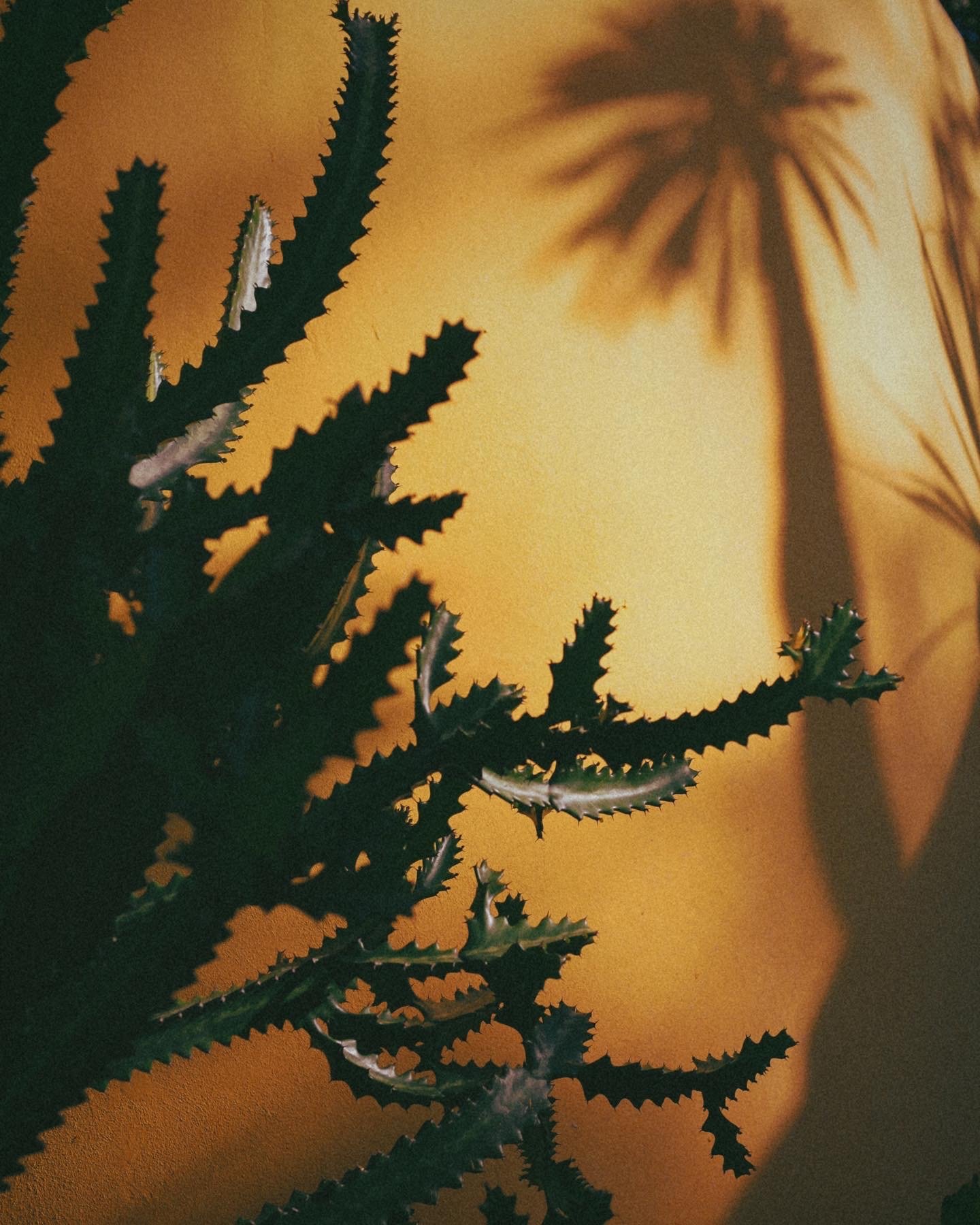 3663DC21-F122-4DD0-9B73-1EEE0BE0F30E 2.JPG