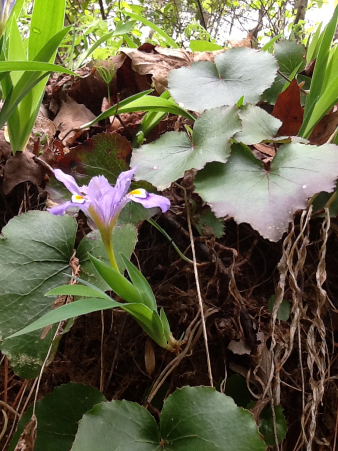 Crested iris