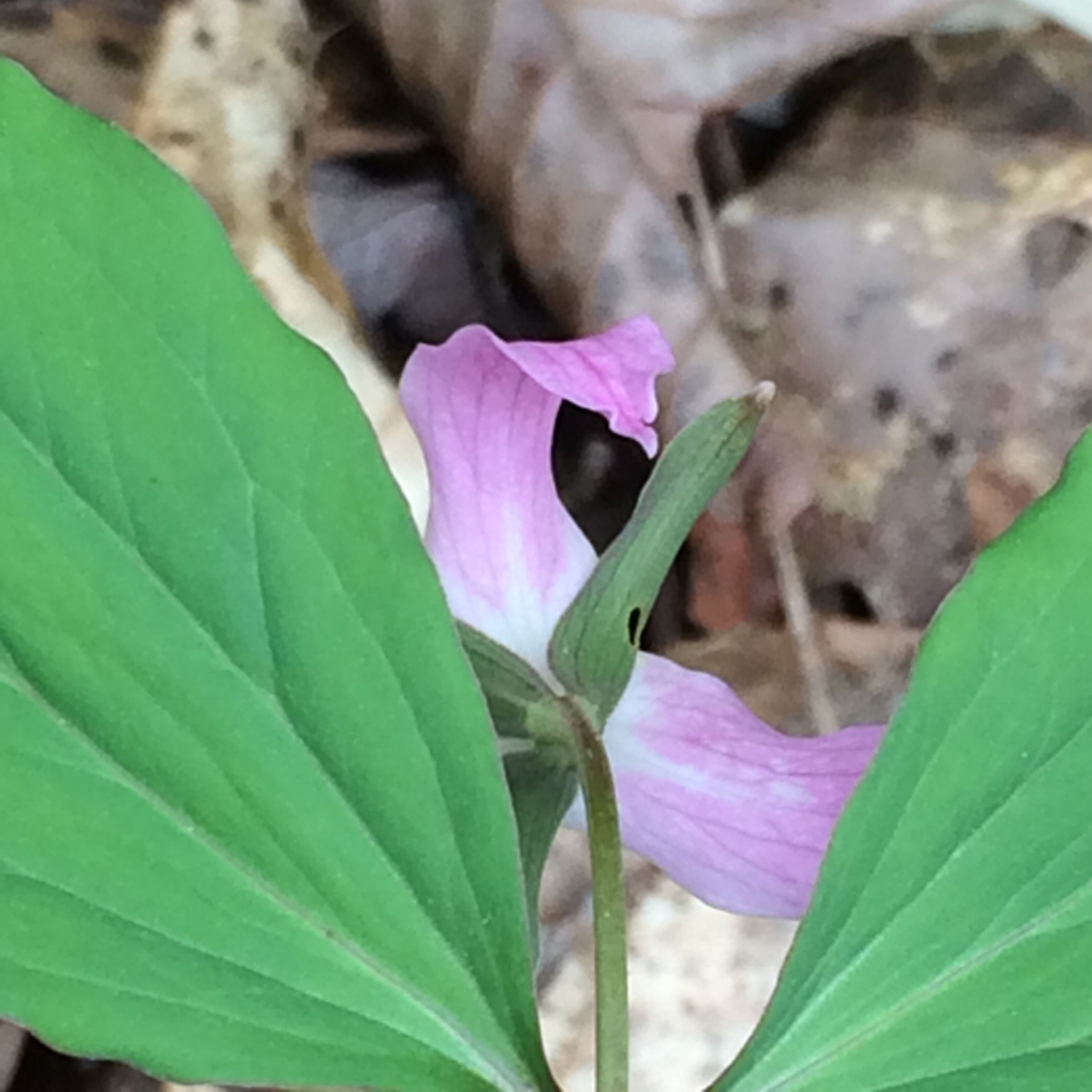 trillium.jpg