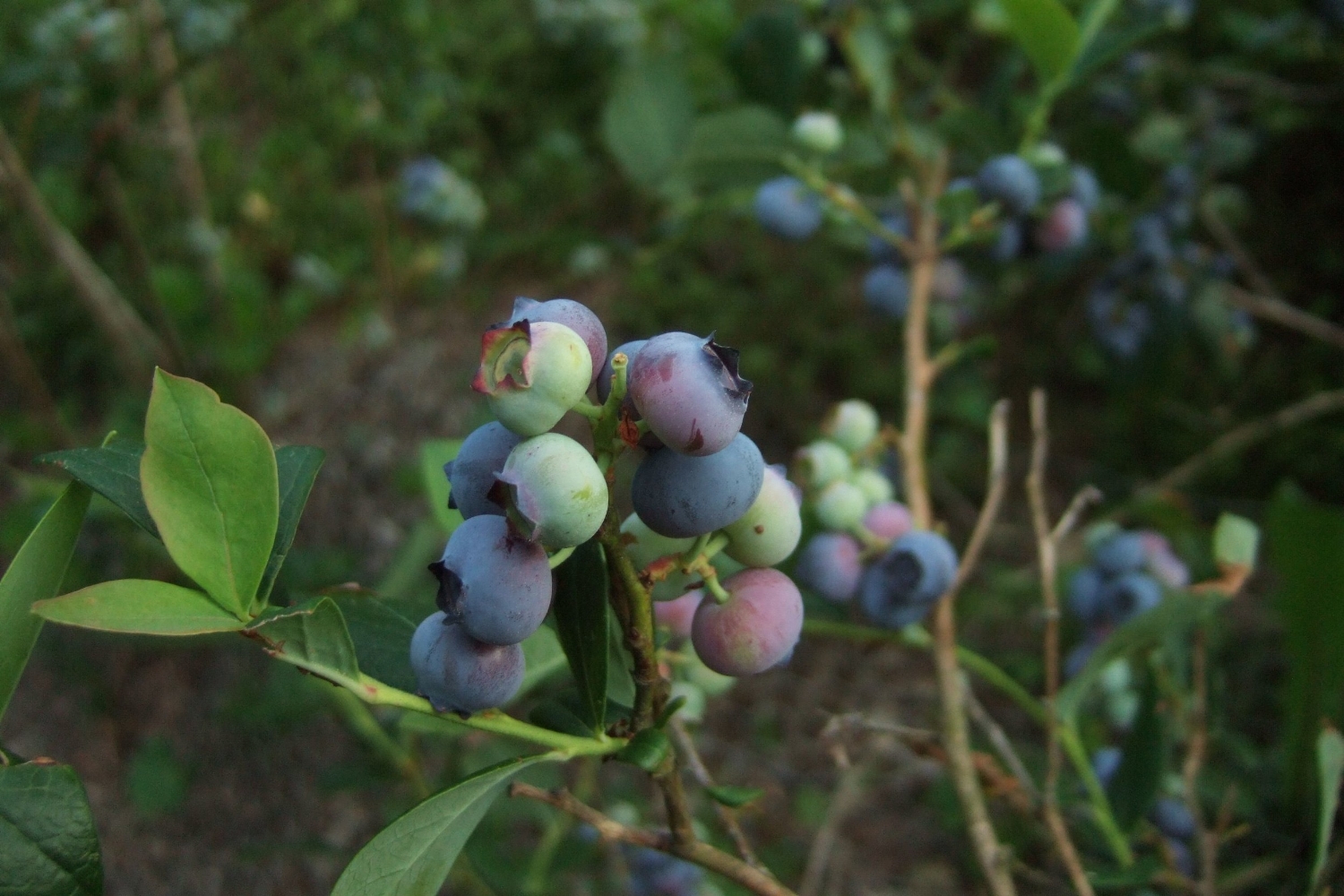 blueberries.jpg