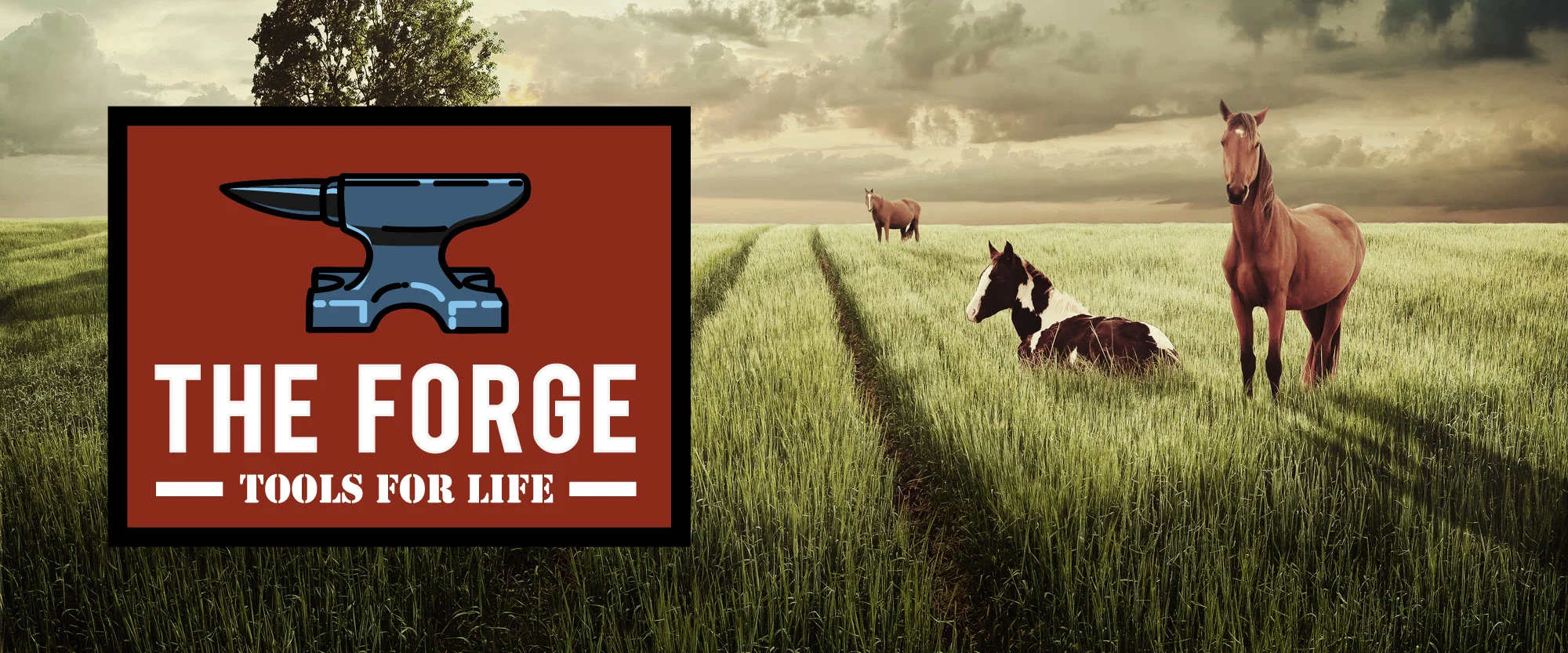 web header.jpg