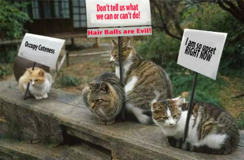 Cats protesting... cat stuff.