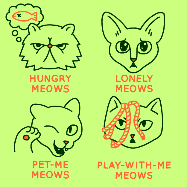 MEOWS.gif