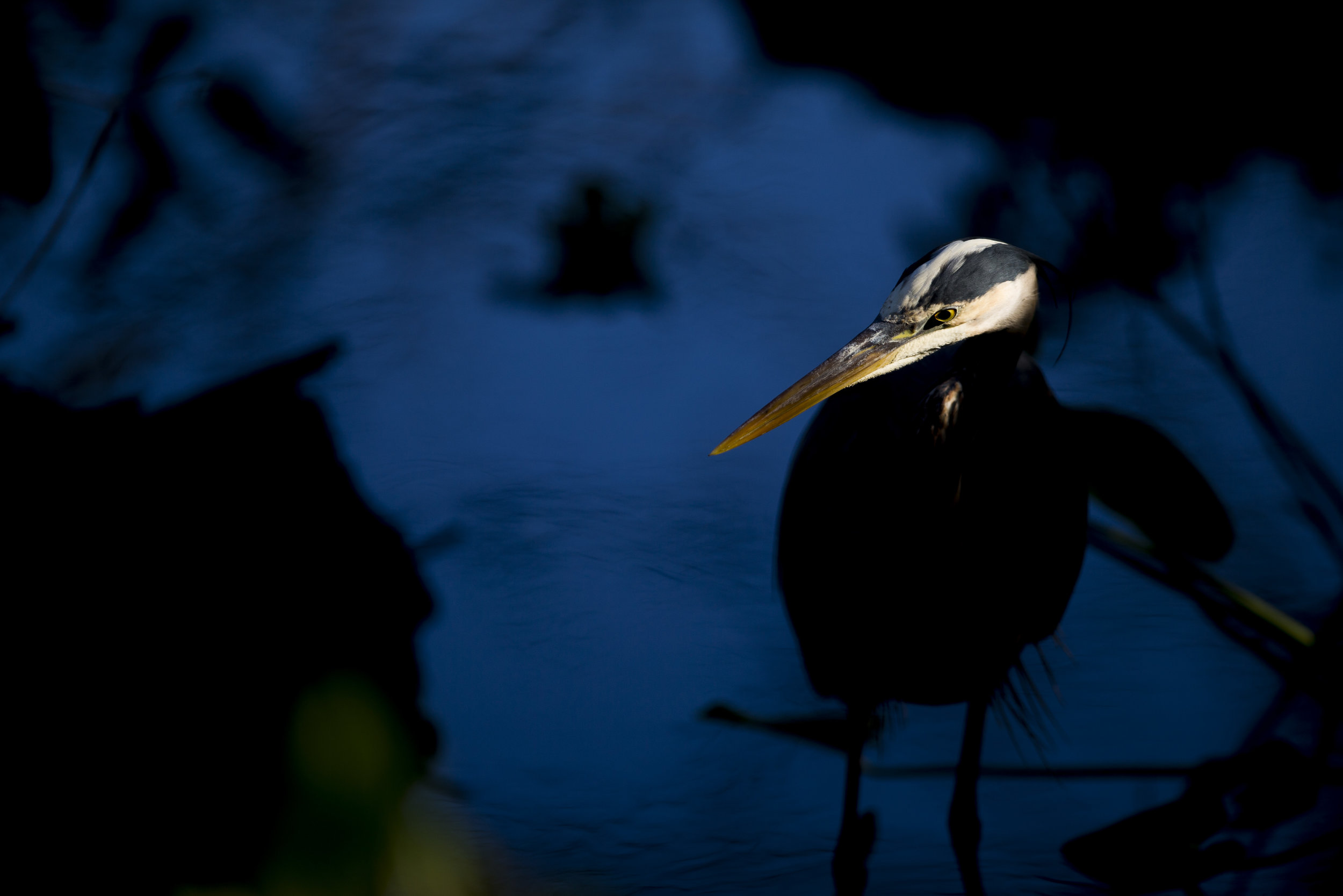 A Great Blue Heron peaks its head into a shaft of light while searching for a morning snack amongst the dense foliage at Audubon Corkscrew Swamp Sanctuary Thursday, March 22, 2018 in Naples.