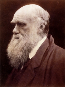 darwin