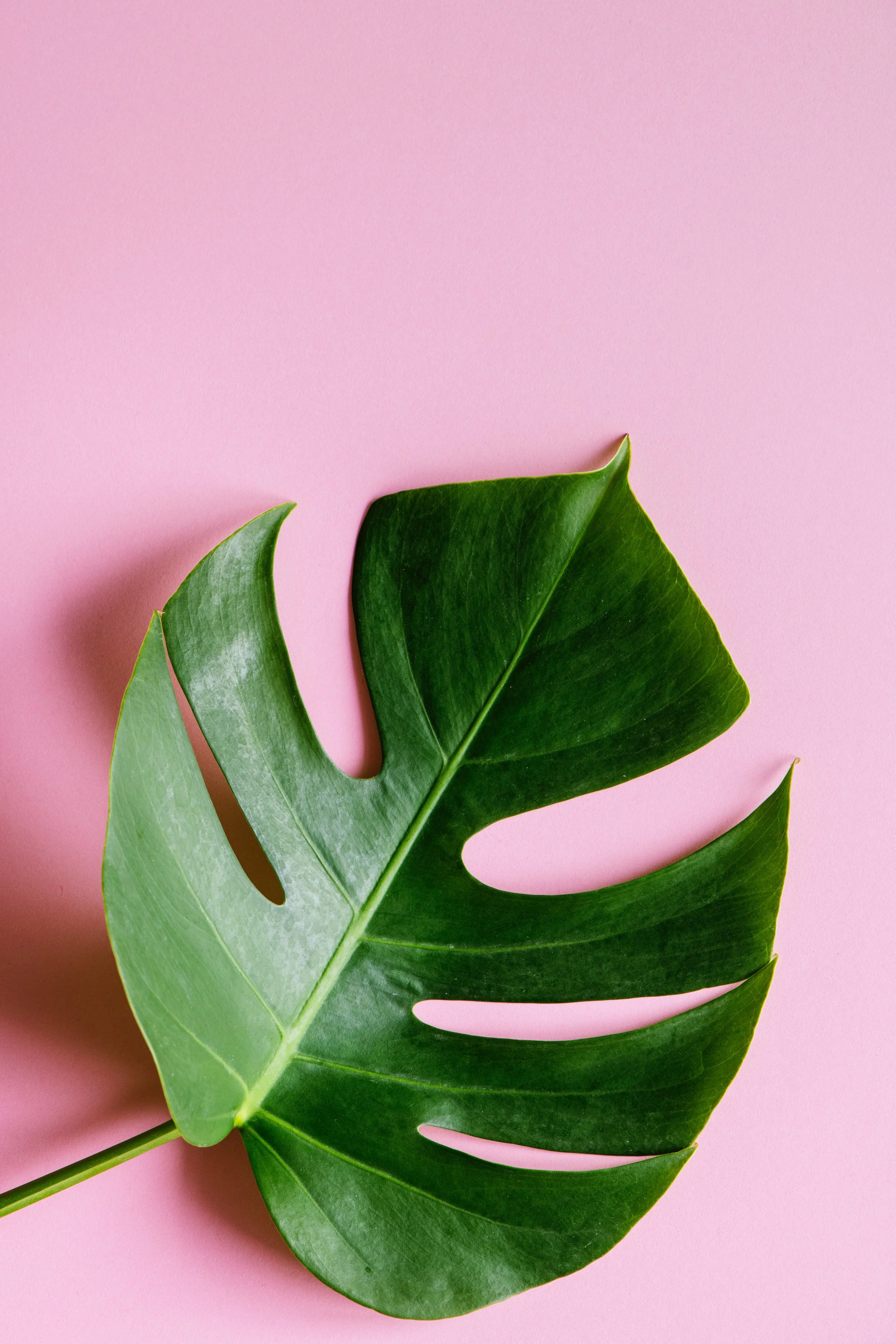 rawpixel-1091123-unsplash.jpg