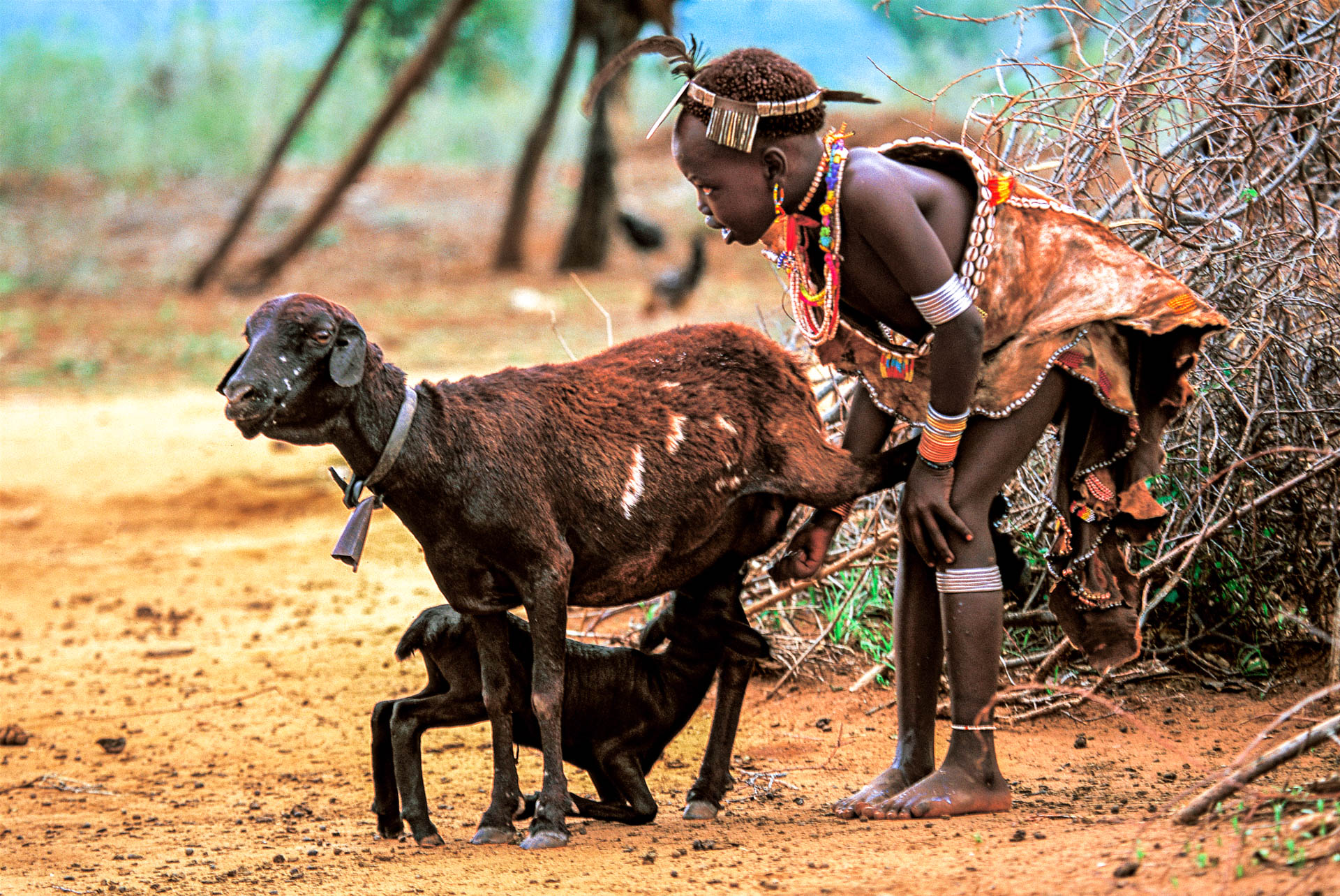  A girl from Arna is about to milk a goat. 