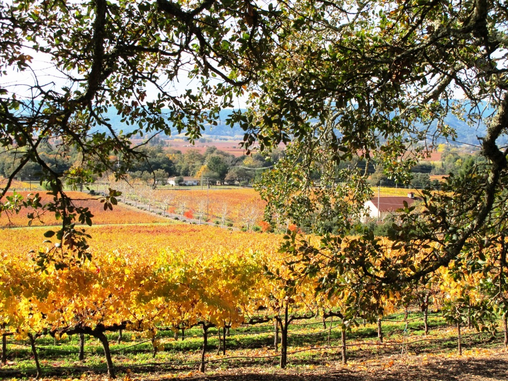 Napa Scenery2.jpg