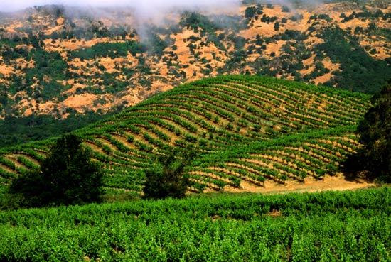 Napa Valley_Vineyard 4.jpg