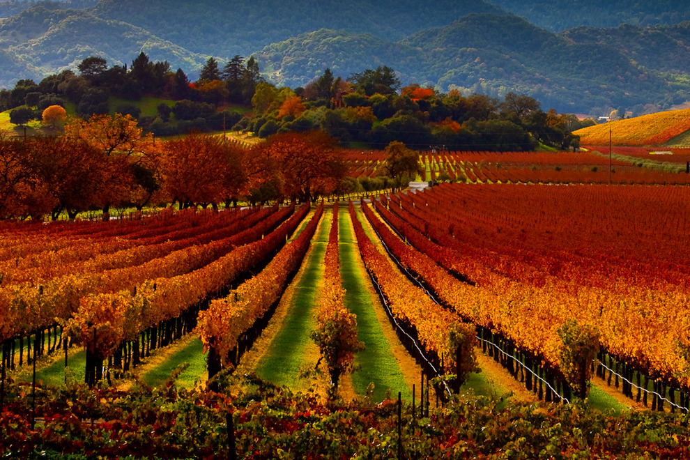 napa vineyards5.jpg