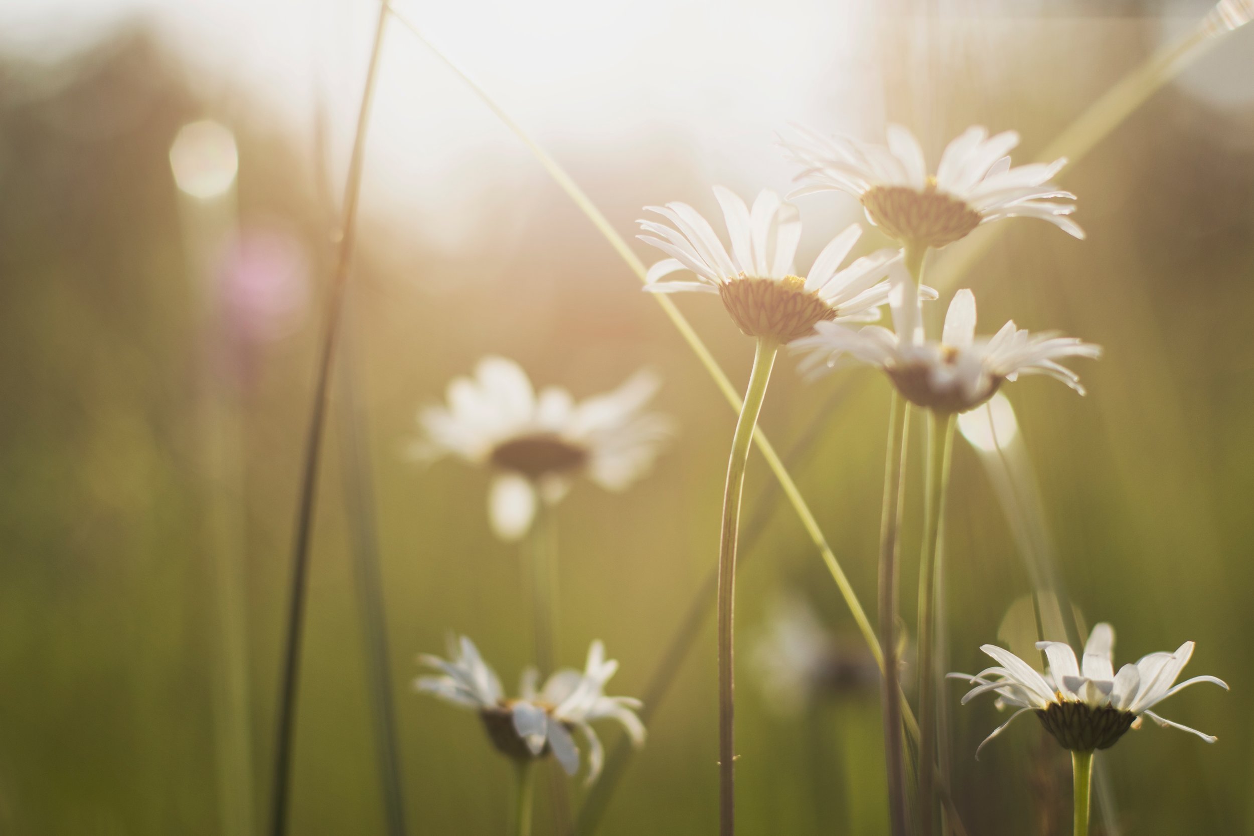 daisies.jpg