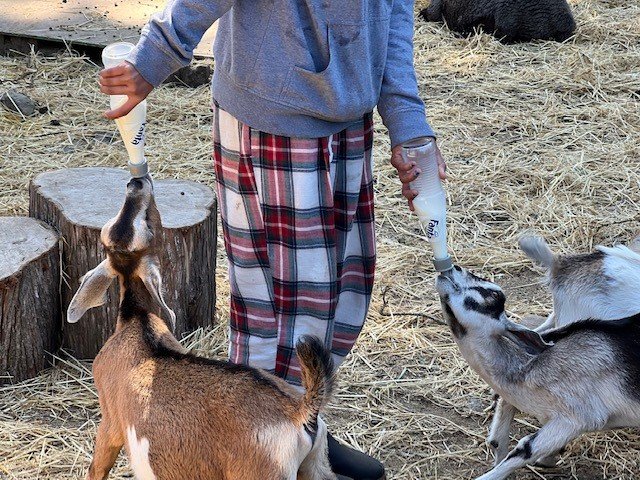youth feeding goats - summer 2022.jpg