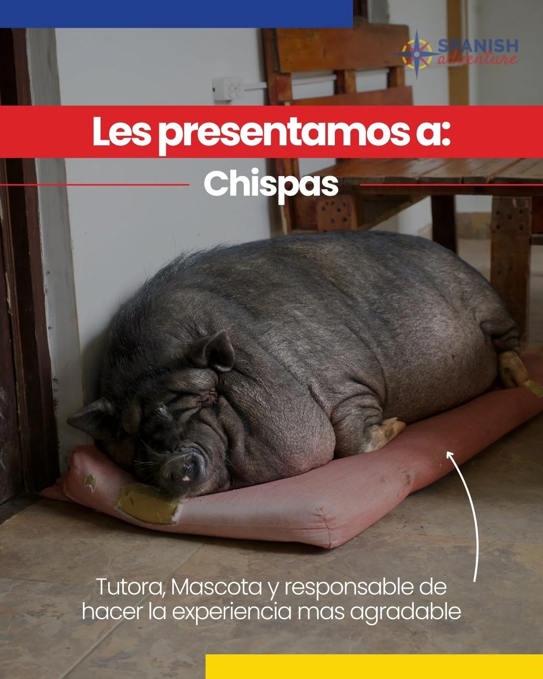Les presentamos a Chispas 🐷✨

Nuestra tutora oficial de siestas, experta en recibir estudiantes y responsable de que la experiencia en Spanish sea todav&iacute;a m&aacute;s especial.

Porque aprender espa&ntilde;ol tambi&eacute;n significa sentirte 