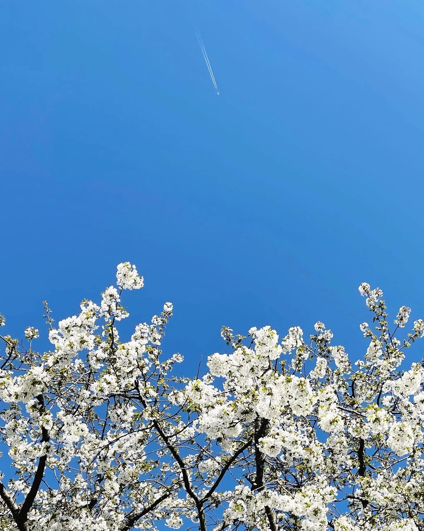 I only spotted the airplane after I took this photo today - no need to jet off anywhere this Bank Holiday though, look at that sky! Here&rsquo;s to a peaceful Easter / Ramadan / Passover / Chocolate Binge 🐥