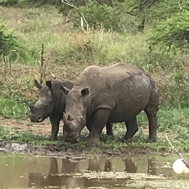 White rhino 🦏 chilling out at a small water hole breath taking. #ggga #learnprepareperform #golfcoaching #golfcoach #swingu #golf #trainlikeachampion #golfchannel #pxg