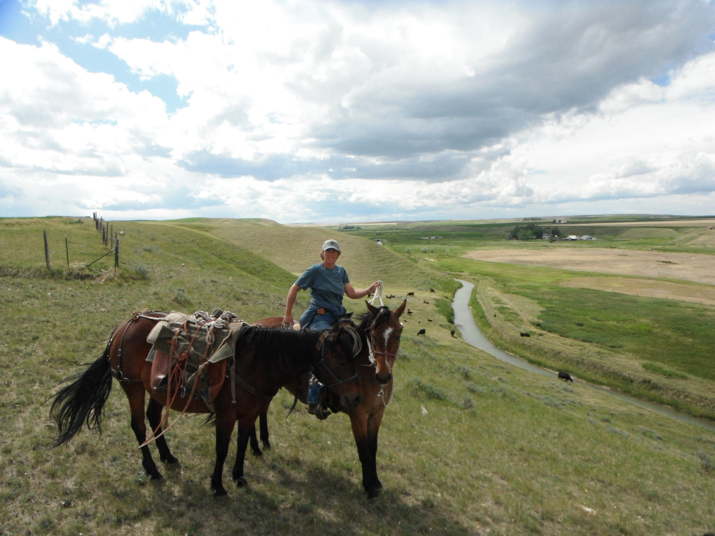 Lisa Watching Over Free Range Cattle