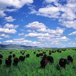 A Land of Grass Ranch - Conrad, Montana Grass Fed Beef
