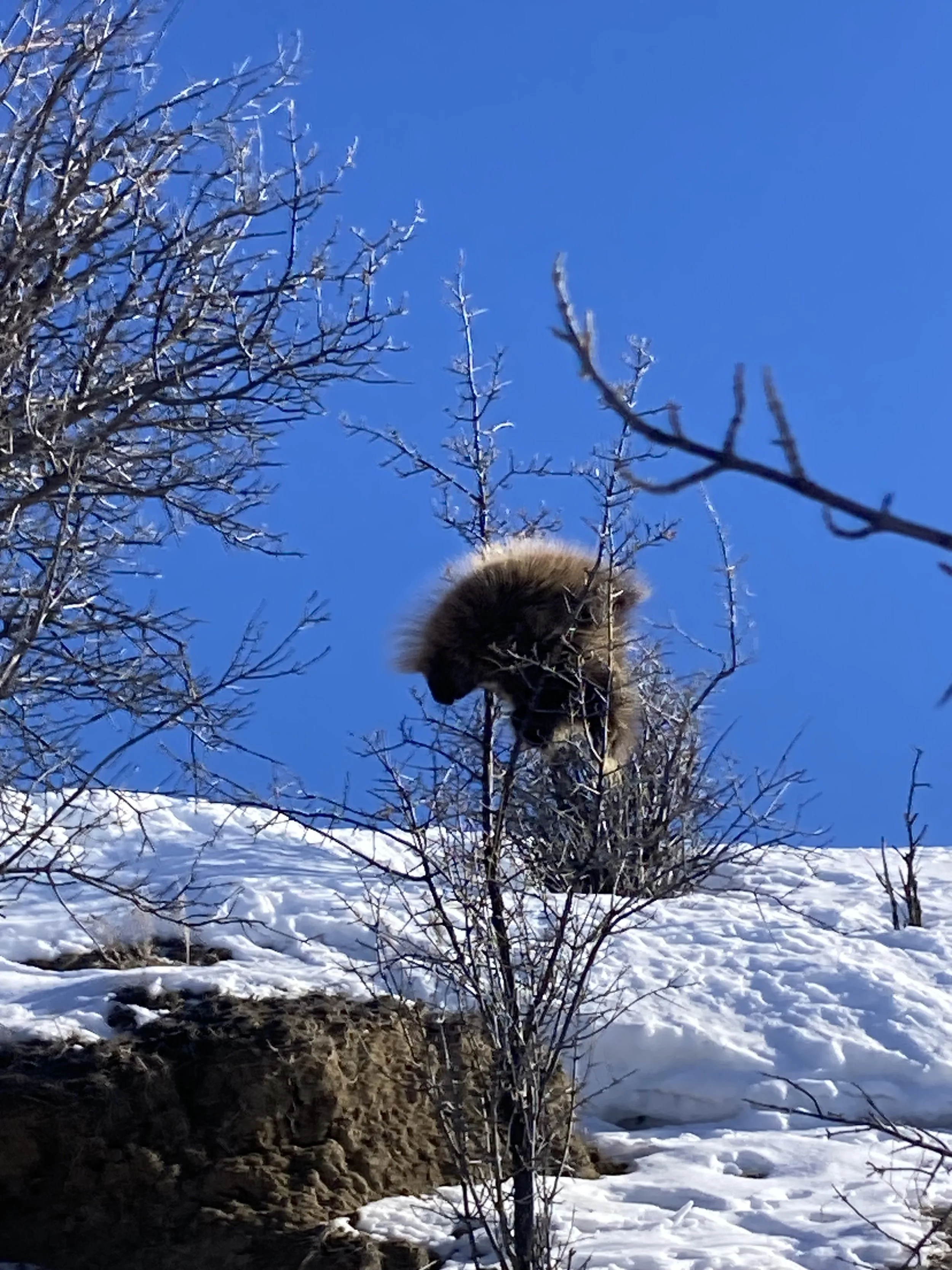First Gophers — A Land of Grass Ranch