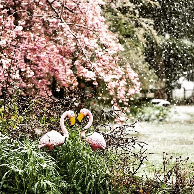 I'm snow in love with the Wanaka spring 💜
.
.
.
.
.
#celebrantemily #sayidoinwanaka  #sayidoinqueenstown #wanaka #wanakacelebrant #celebrantwanaka #wanakawedding #weddingwanaka #wanakaweddings #weddingdestination #destinationwedding #lovemyjob #loveislove #mingolove