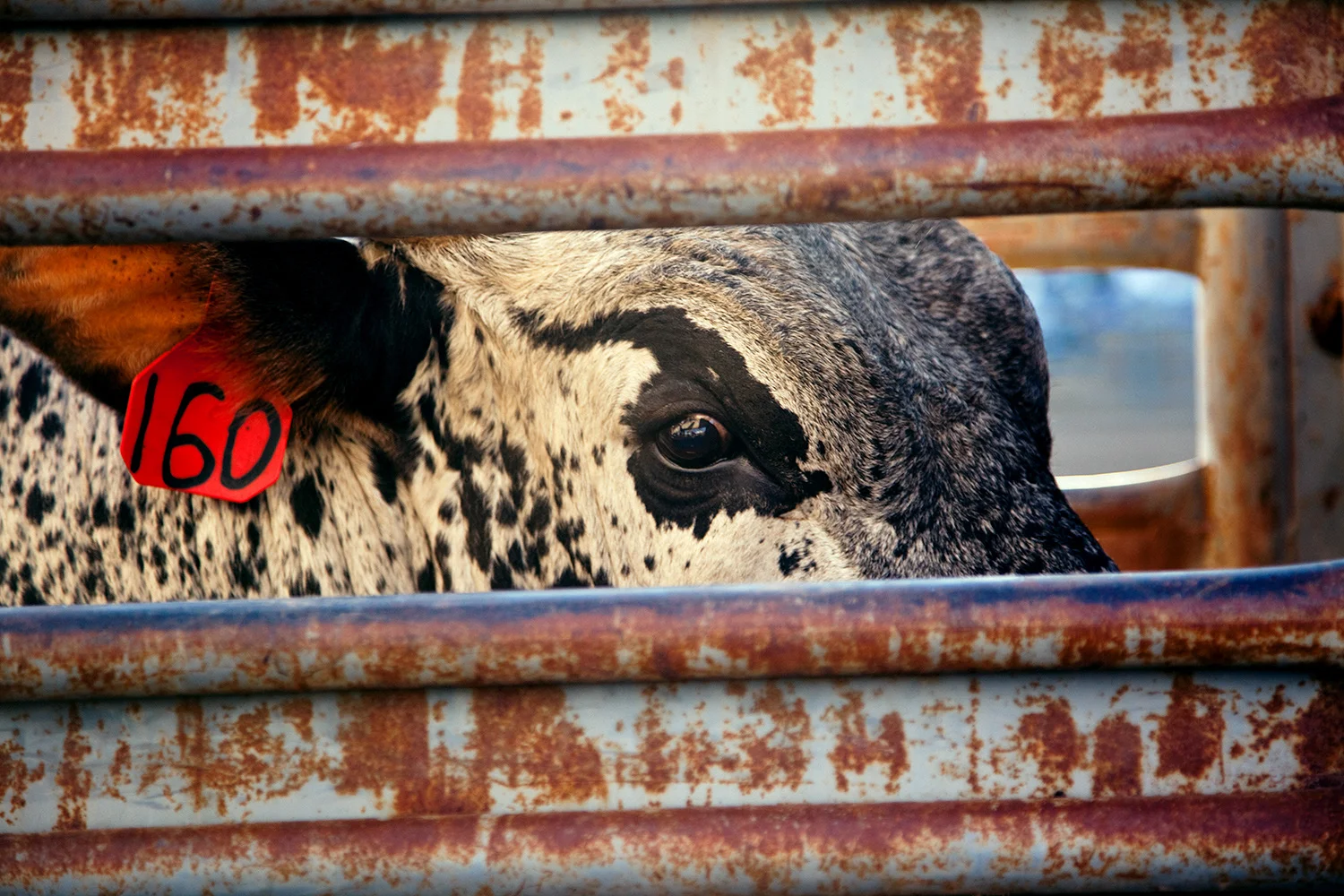 BULLRIDER_38.jpg