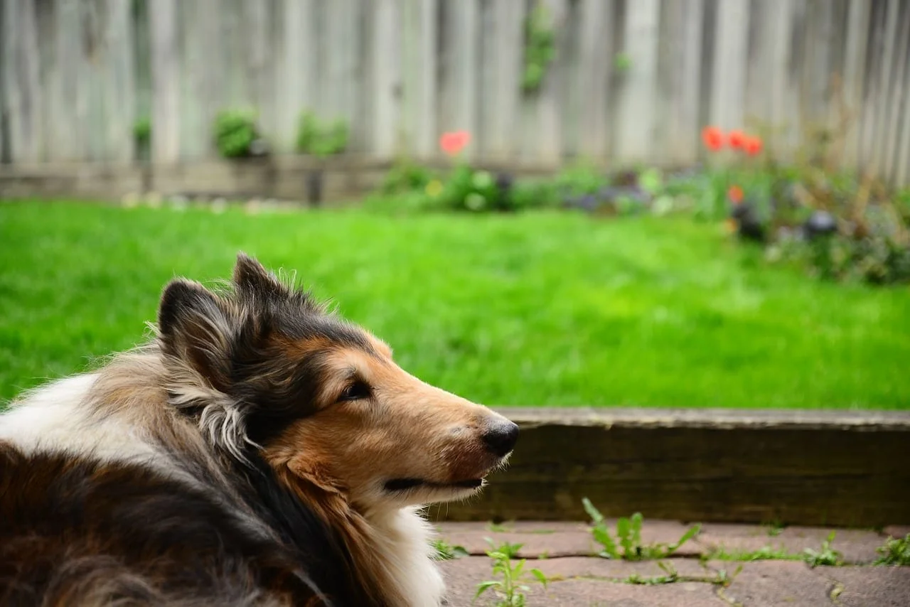 lawn_1517187757.jpg