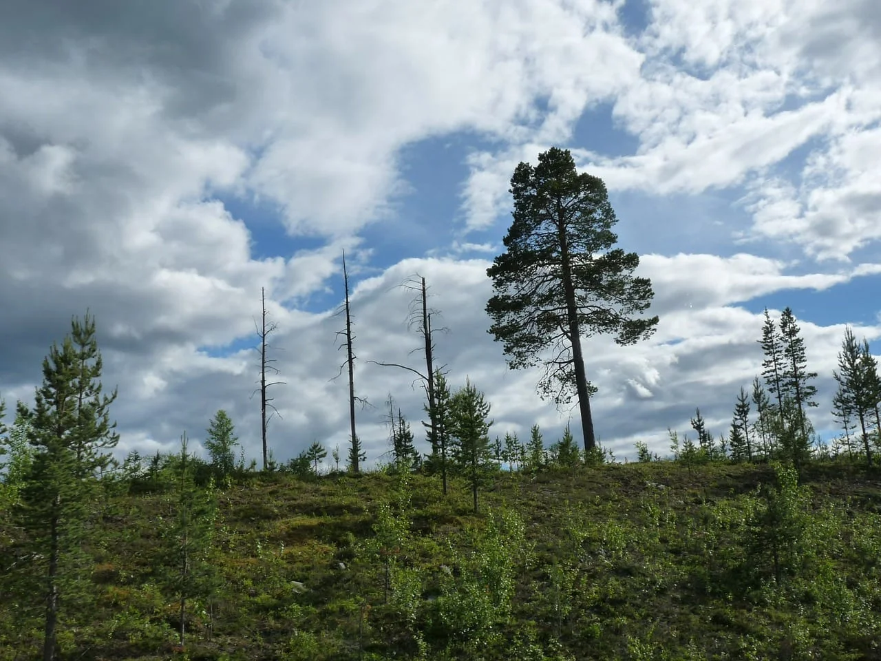 dying_pine_1517536203.jpg