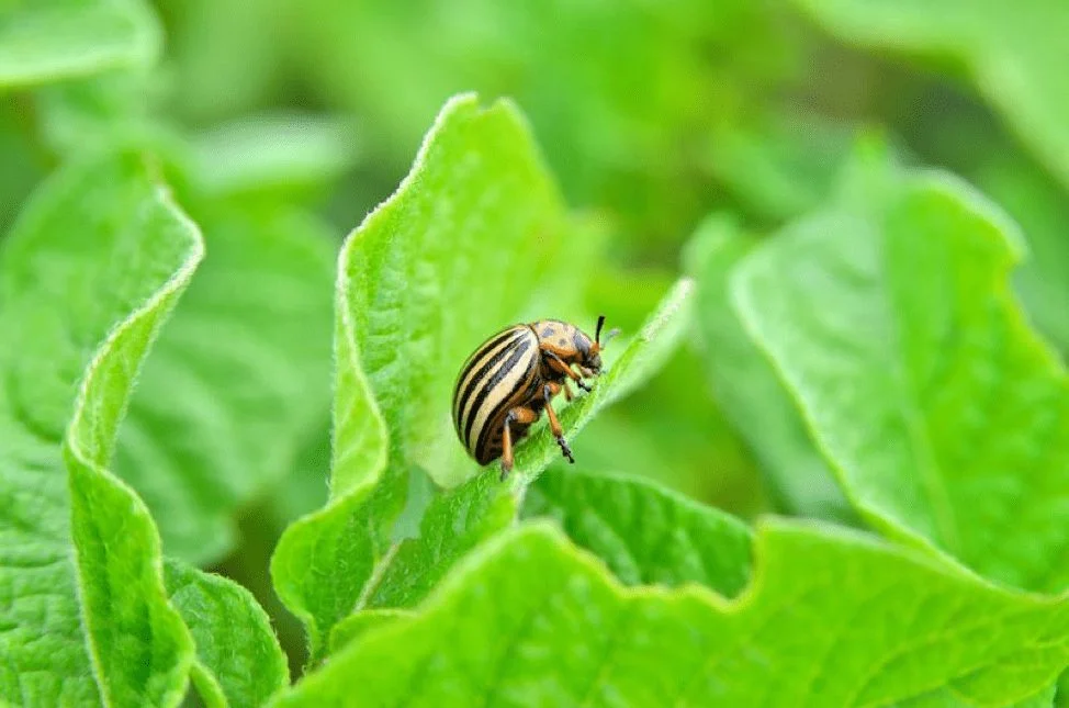 colorado-beetle.jpg