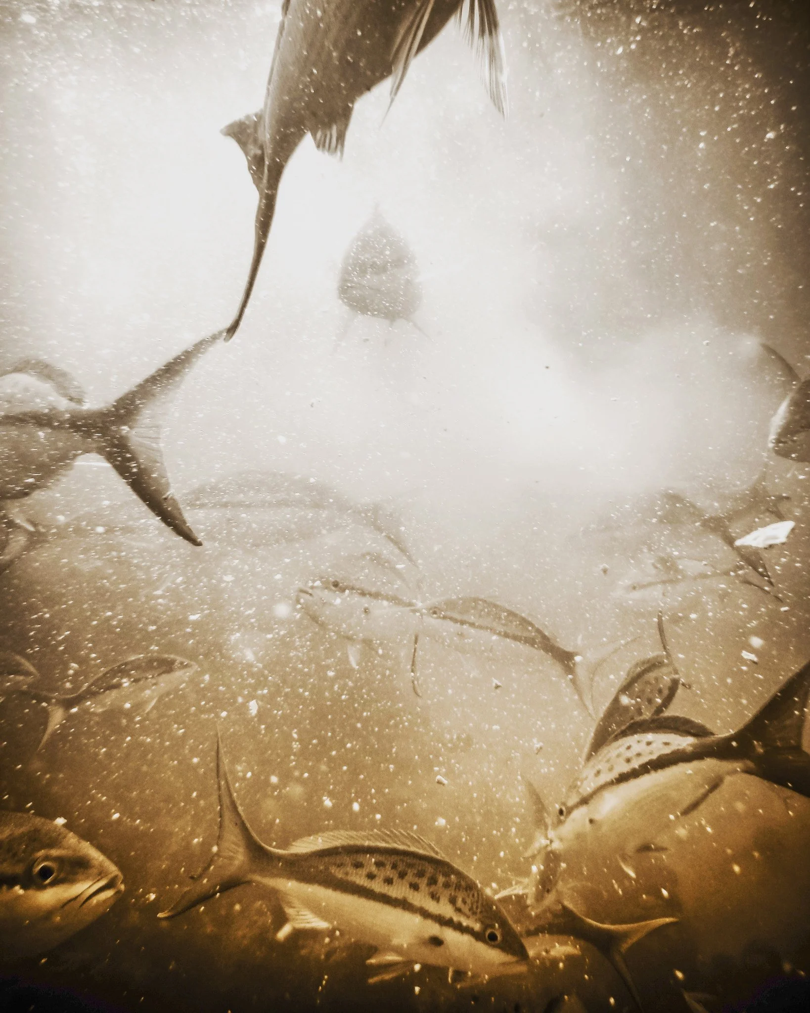C848B656-22B1-4558-8AAB-2F2F201A6D59.jpeg