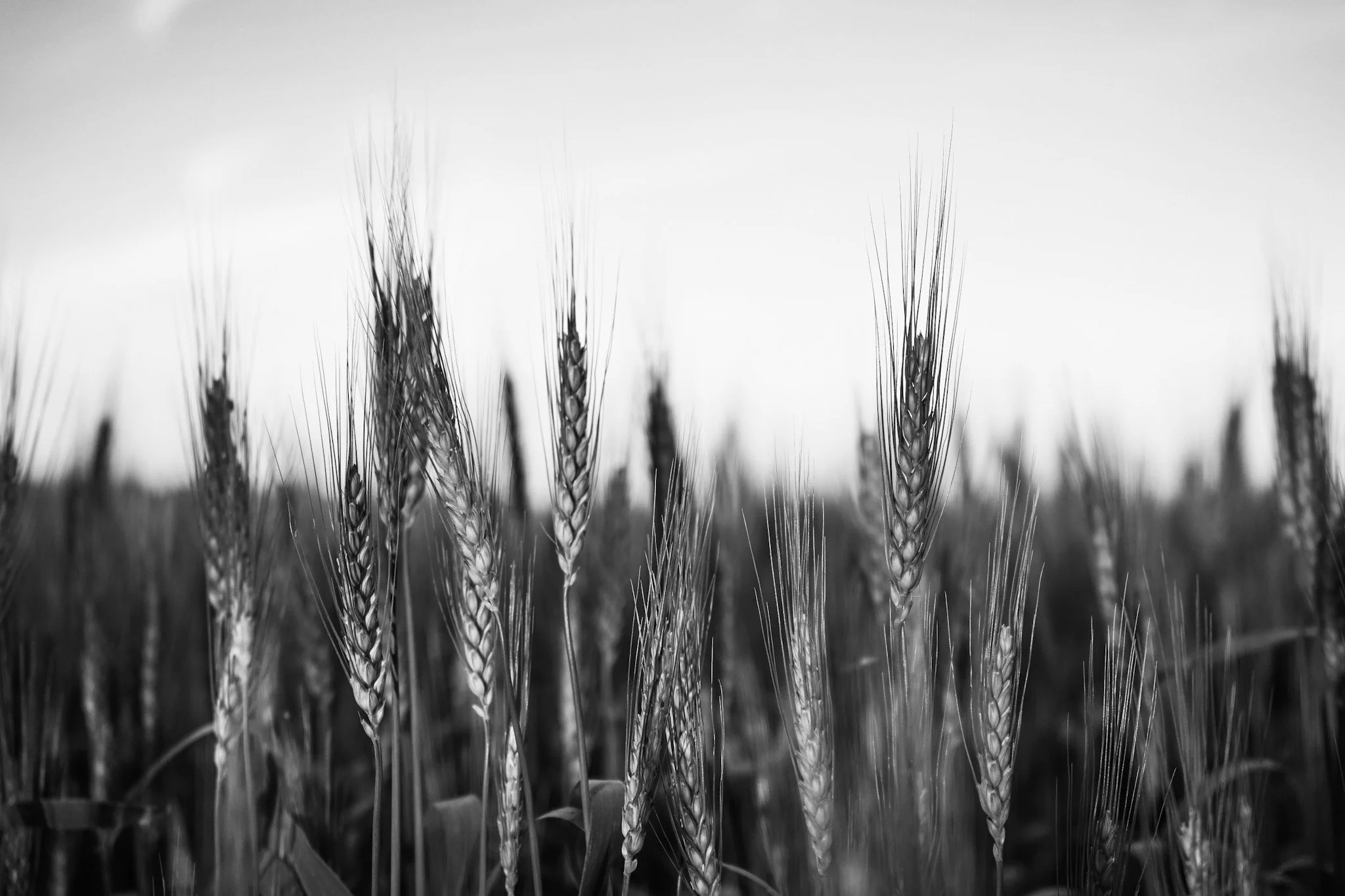 49601B46-1D9A-4C59-B7F0-14932A1F7C38.jpeg