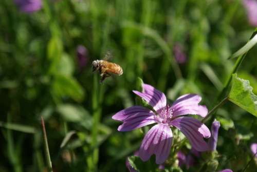 Honey Bee & Malo Flower.JPG