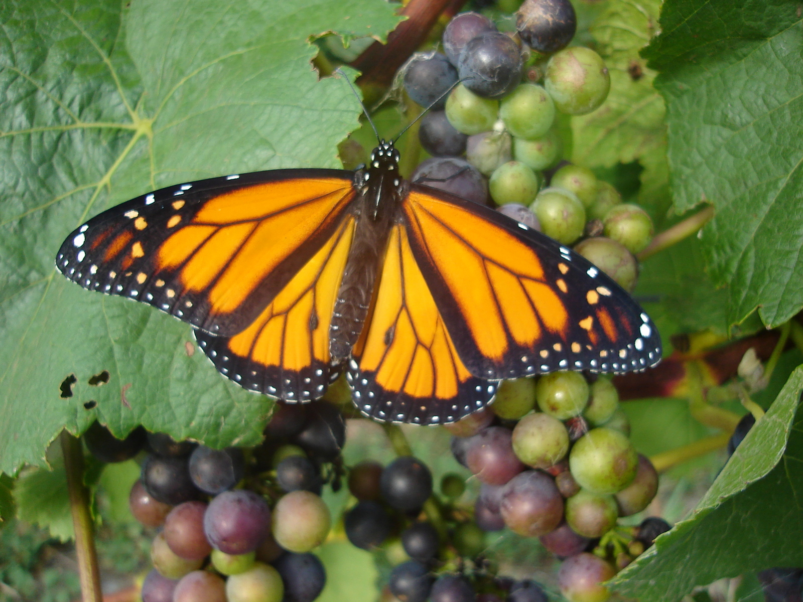 Monarch Butterfly.JPG