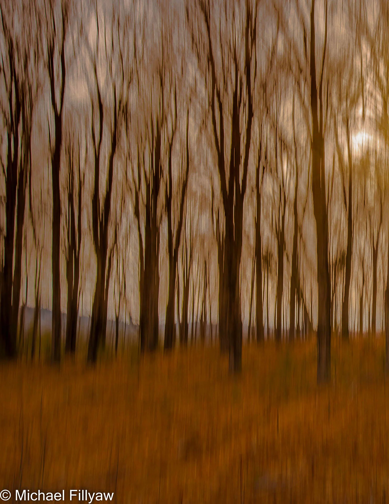 Bare Trees before the Snow, ME