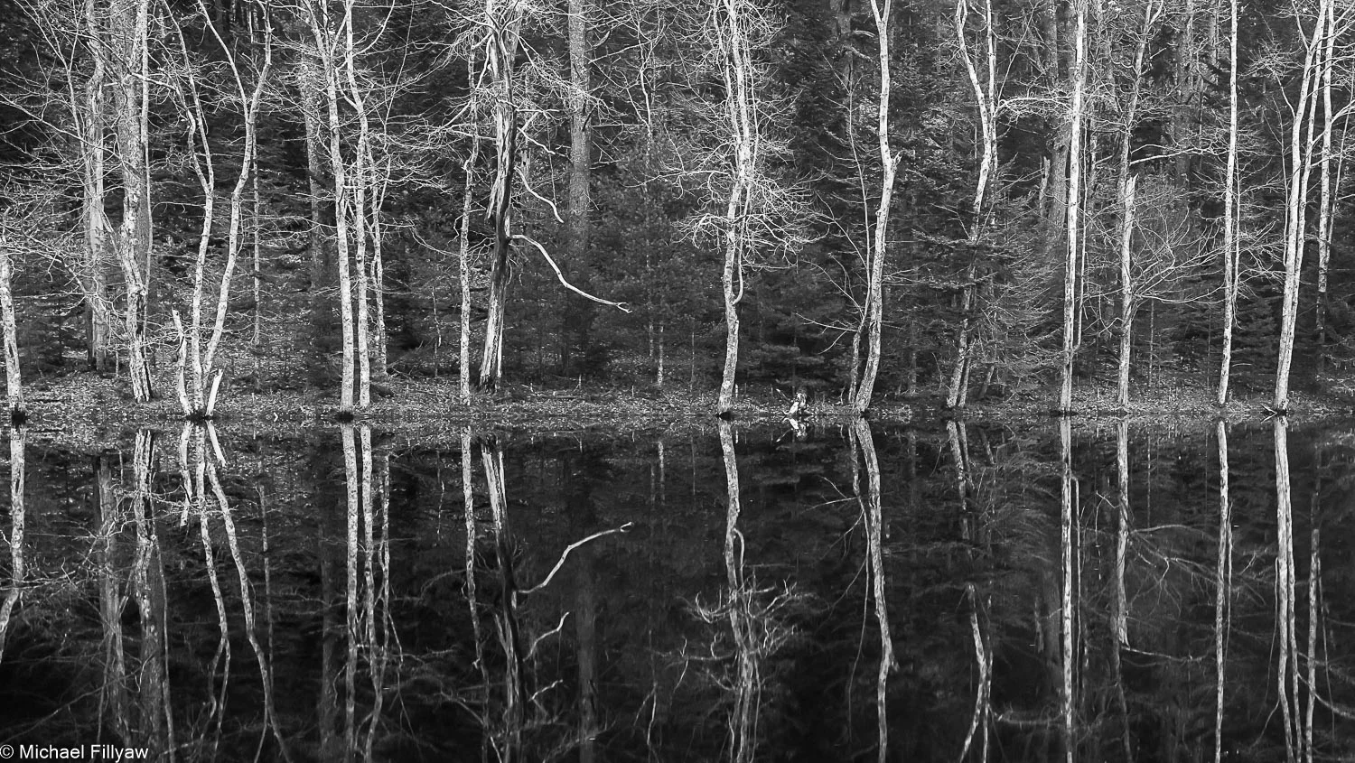 Bare Trees on Charles Pond, Georgetown, ME
