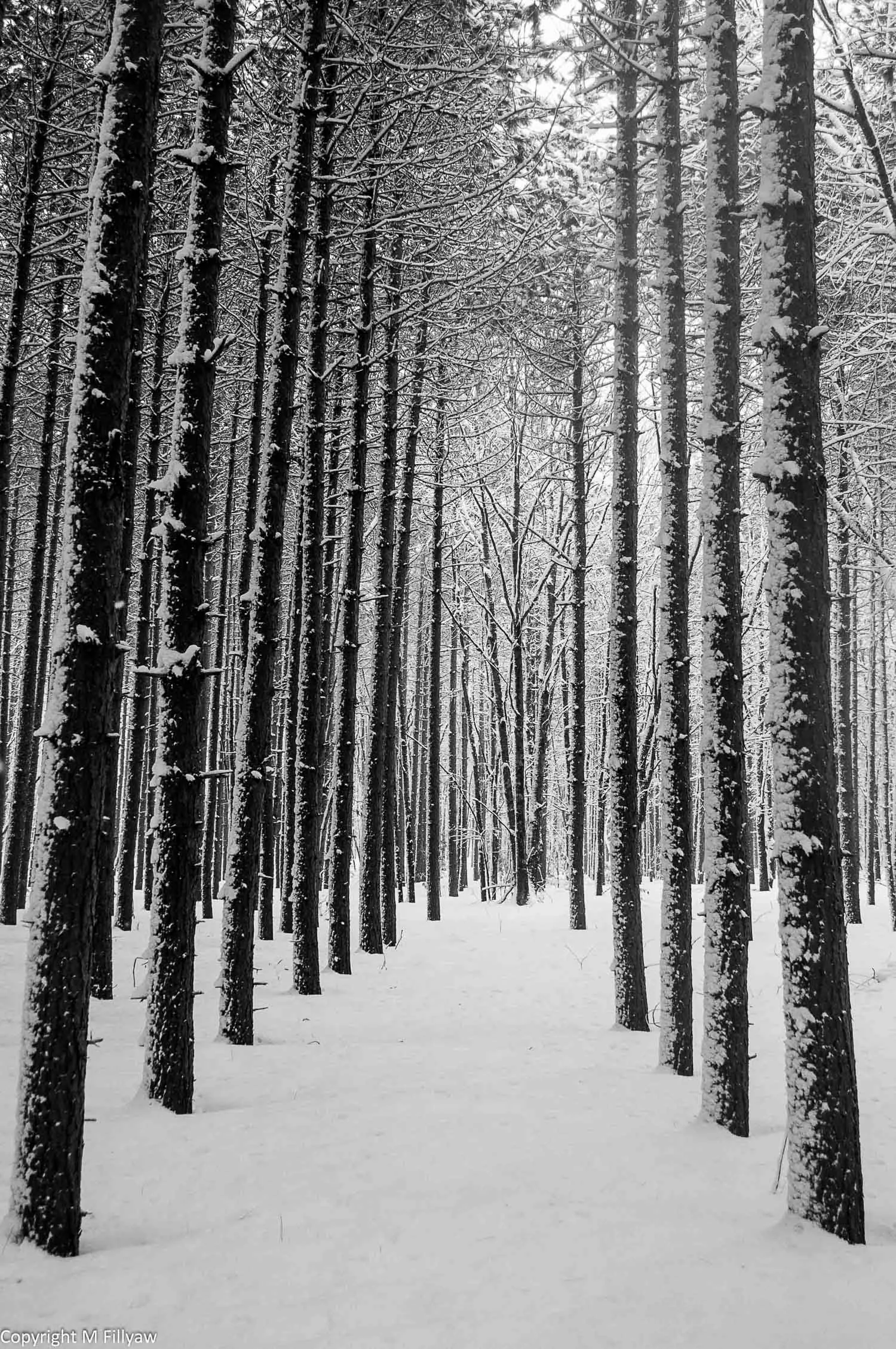 Into the Forest, Kennebunk, ME