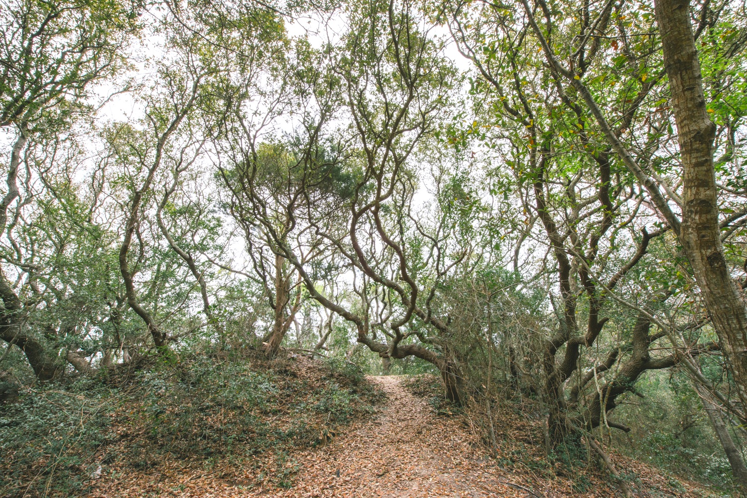 IngramDunes-1.jpg