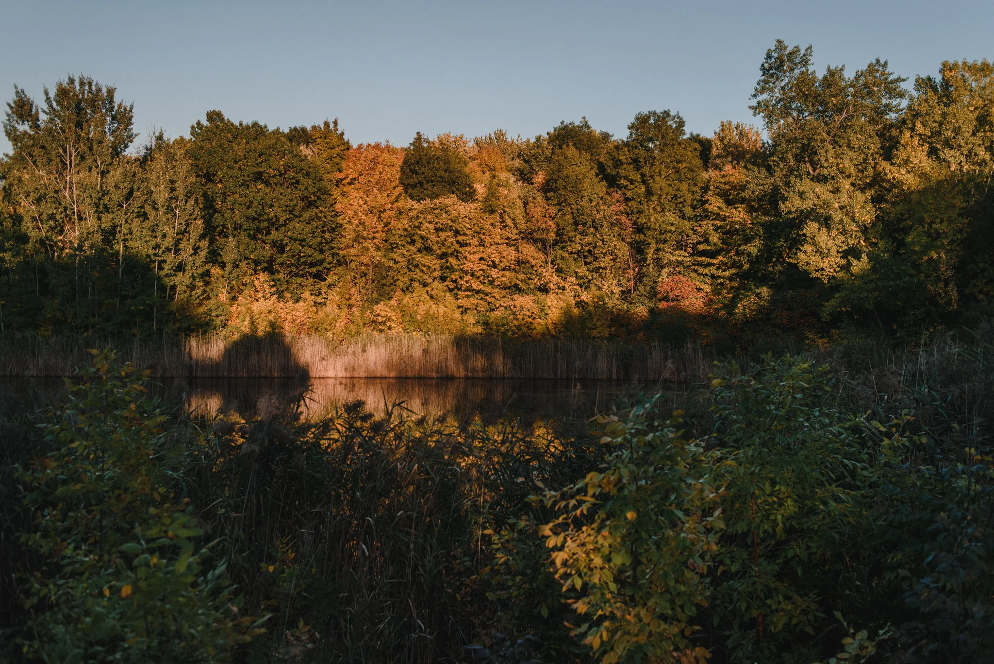 laura + yoni's engagement session at parc angrignon, montreal